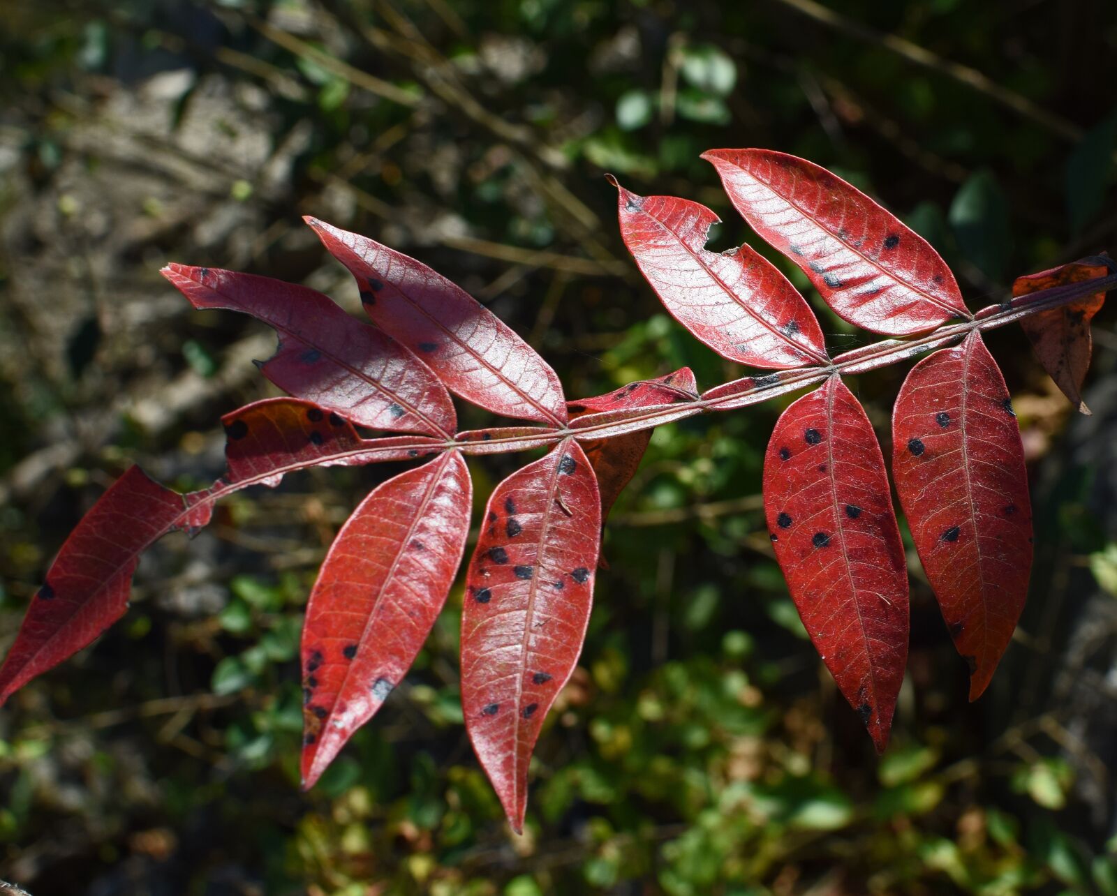 Nikon D3300 sample photo. Winged sumac, foliage, tree photography