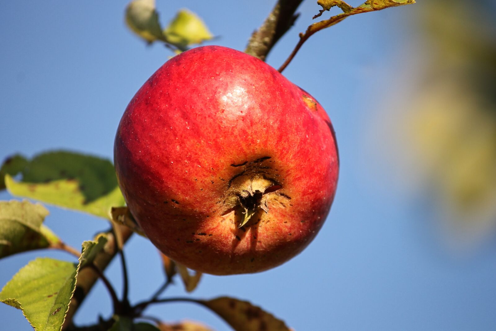 Canon EOS 1100D (EOS Rebel T3 / EOS Kiss X50) sample photo. Apple, red, depend photography
