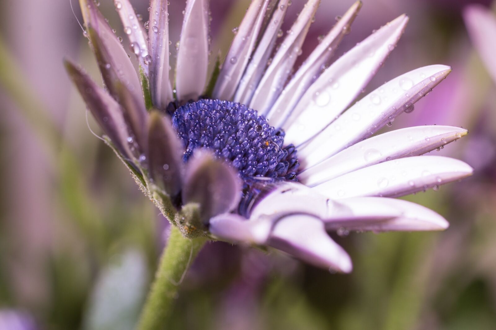 Canon EOS 70D + Canon EF 50mm F2.5 Macro sample photo. Macro, osteospermum ecklonis, cape photography