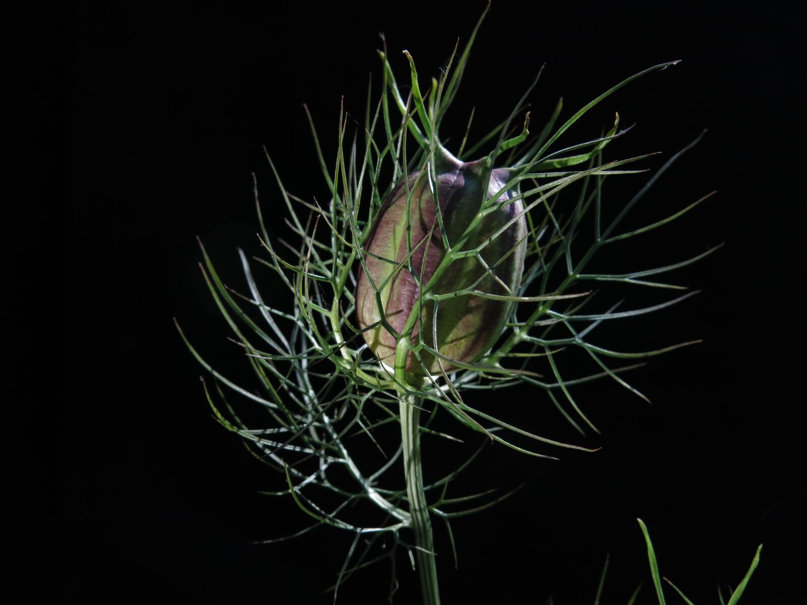 Canon PowerShot G15 sample photo. Black cumin, nigella sativa photography