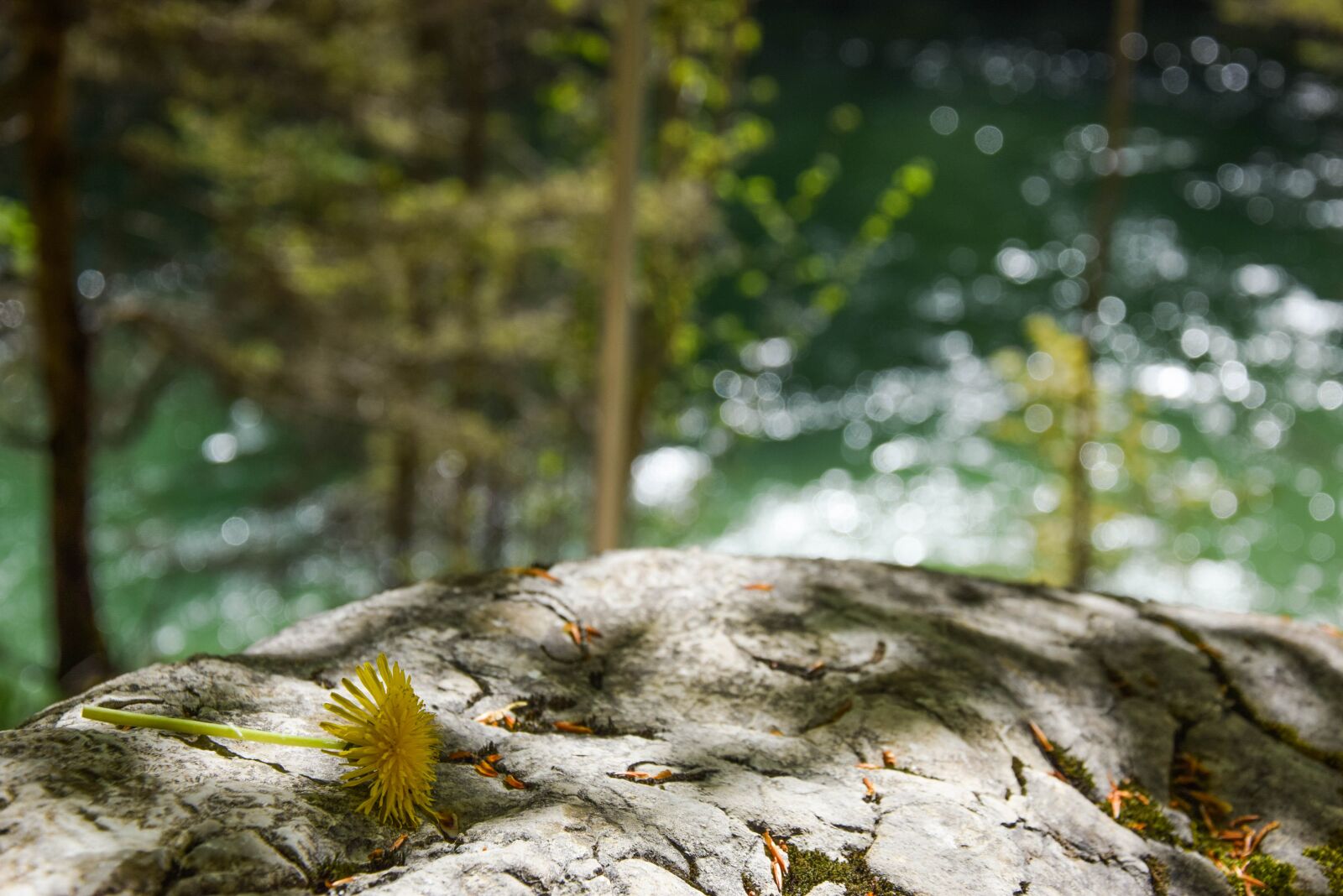 Nikon D3300 sample photo. Dandelion, forest, river photography