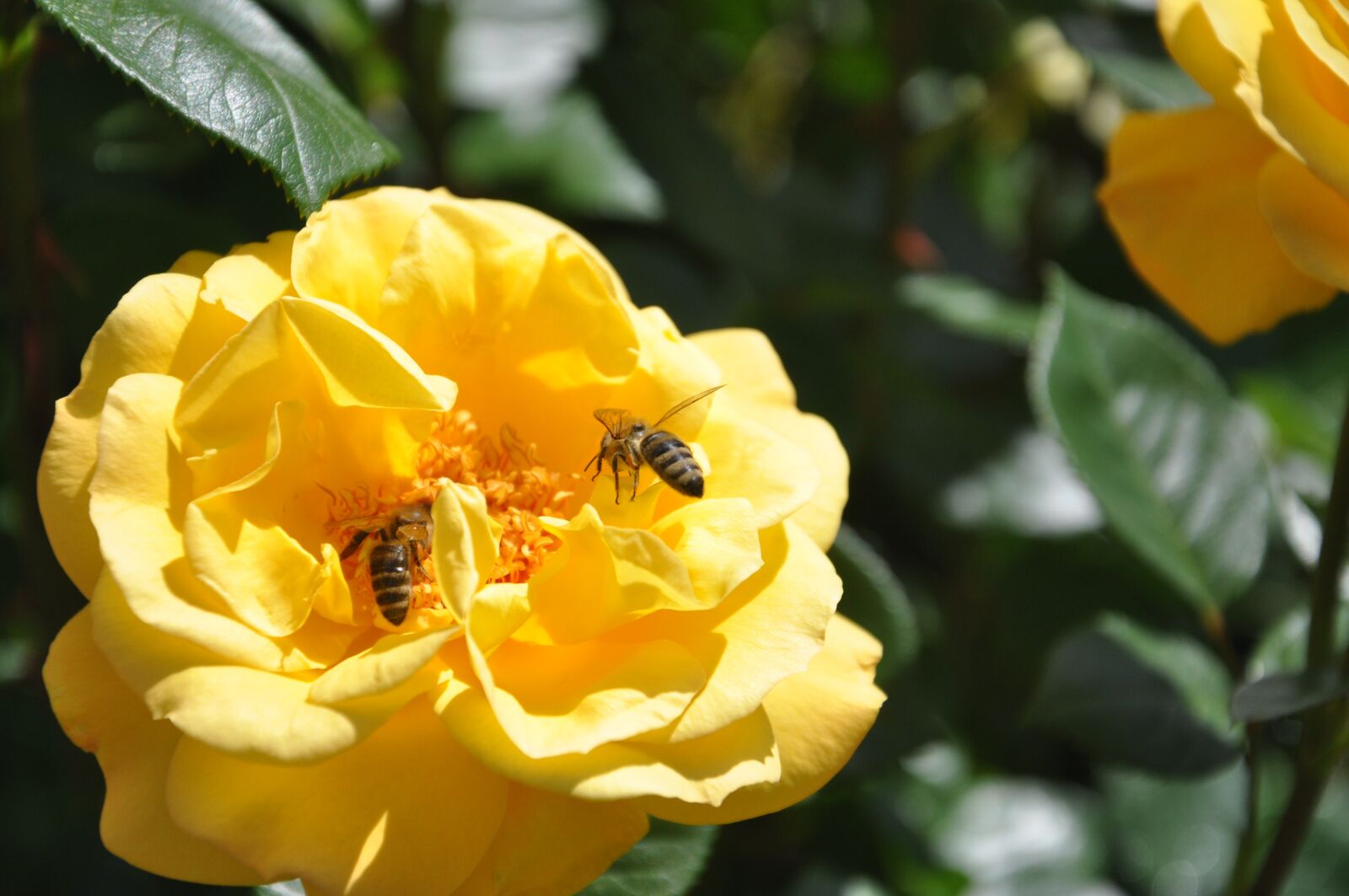Nikon D90 sample photo. Rose, bee, flower photography