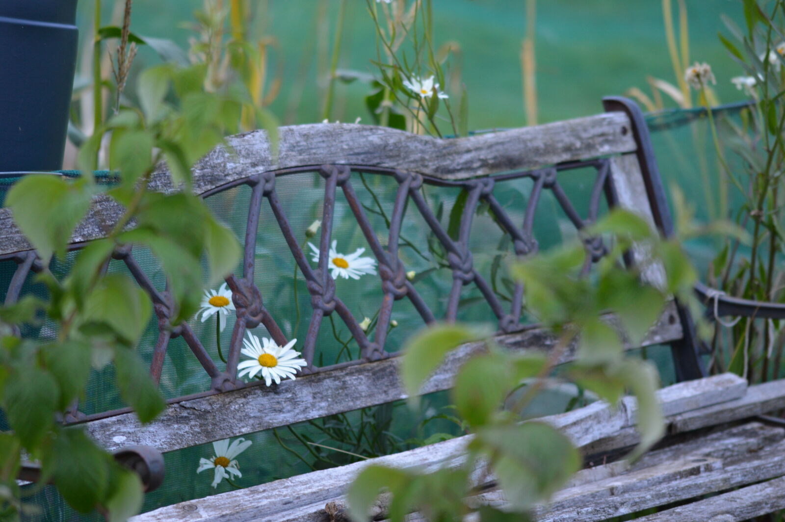 Nikon D3200 + Sigma 105mm F2.8 EX DG OS HSM sample photo. Bench, daisies, garden photography