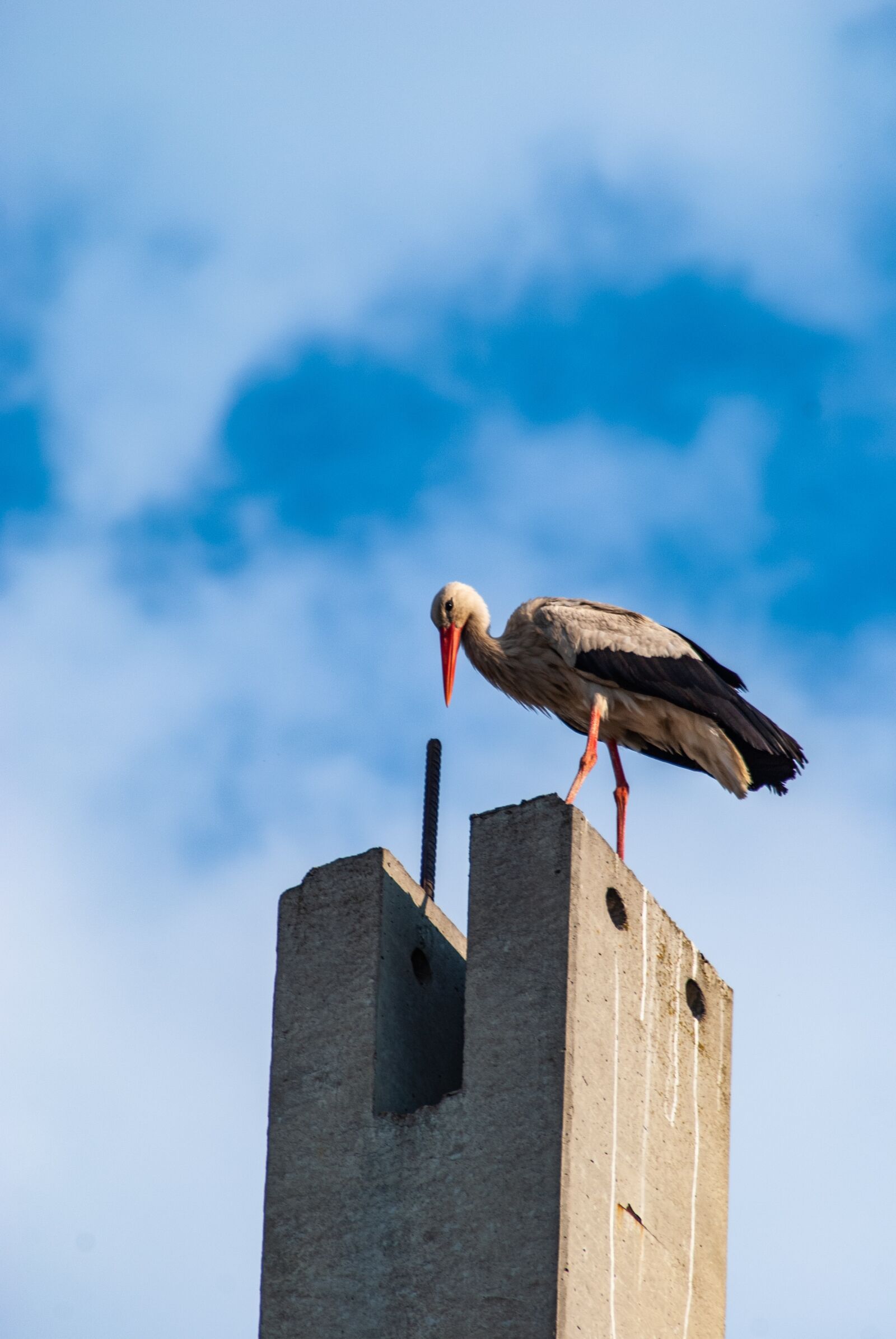 Nikon D60 sample photo. Stork, bird, animal photography