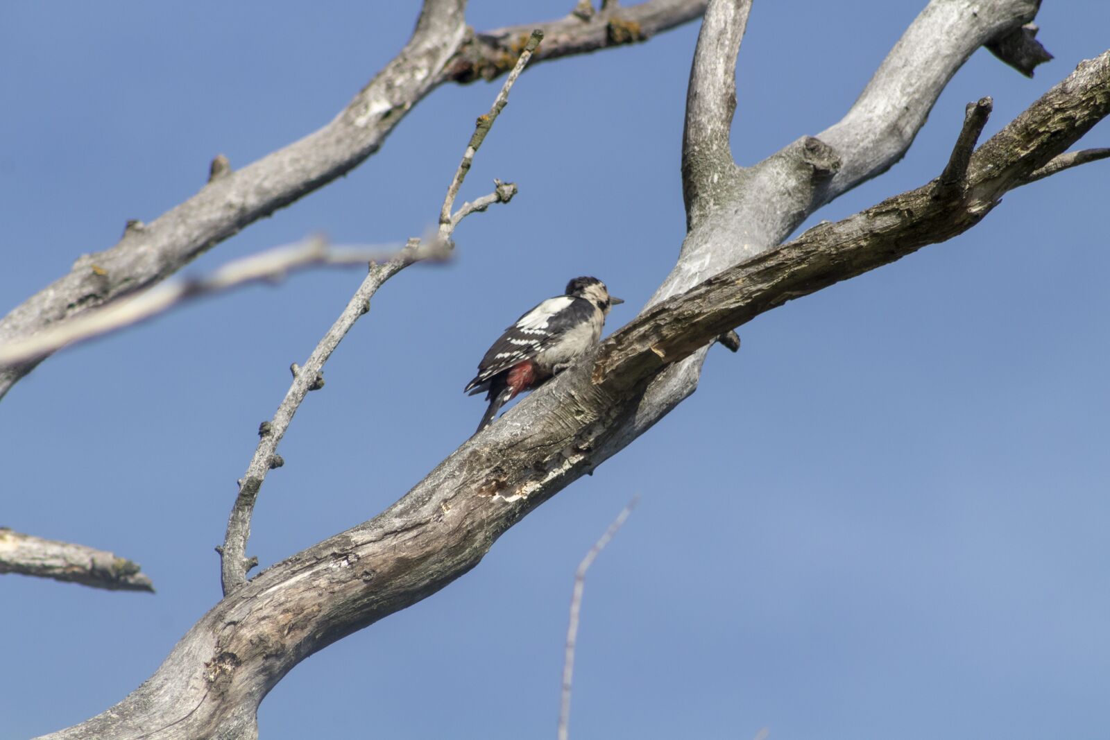 Canon EF75-300mm f/4-5.6 sample photo. Woodpecker, bird, vertebrate photography