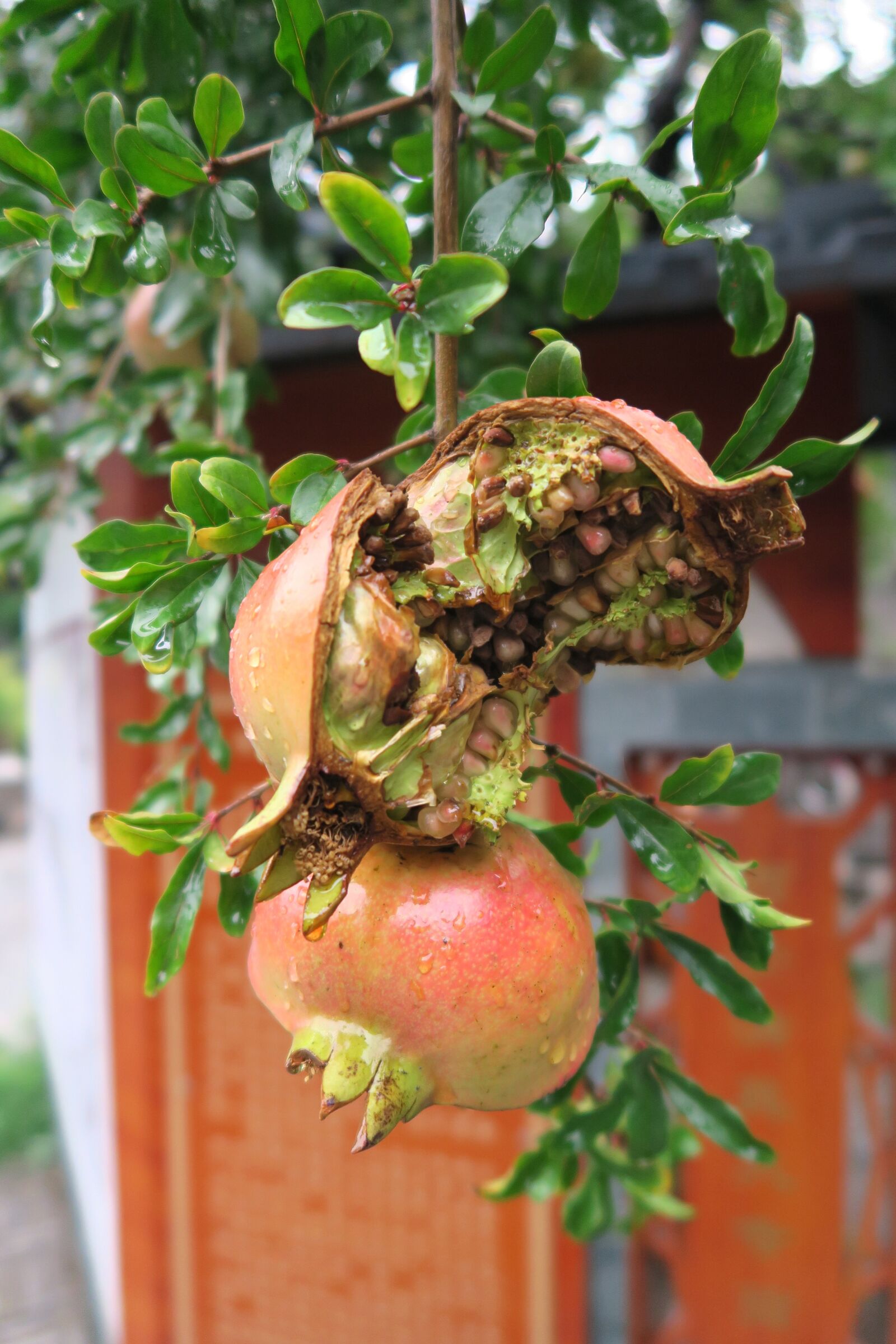 Canon PowerShot G7 X sample photo. Pomegranate, china, fruit photography