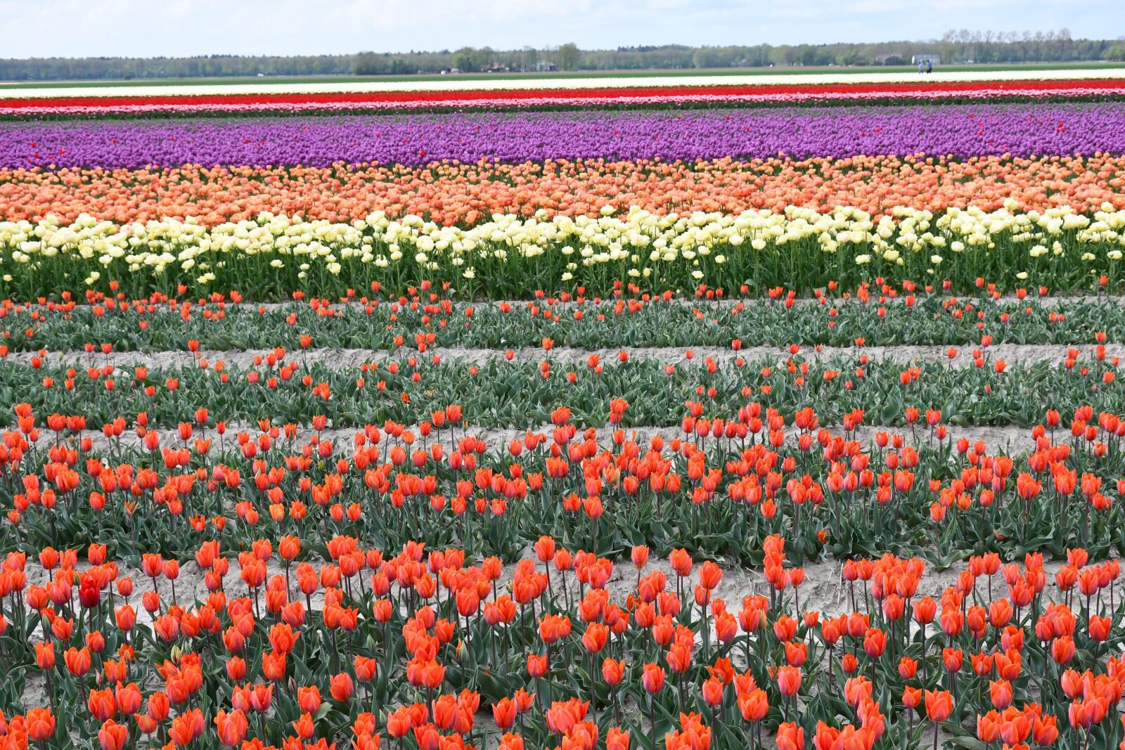 Nikon D7500 sample photo. Holland, tulips, spring photography