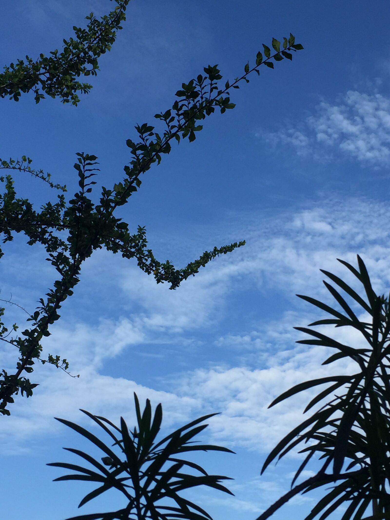 Apple iPhone 6 sample photo. Sky, nature, shadow photography