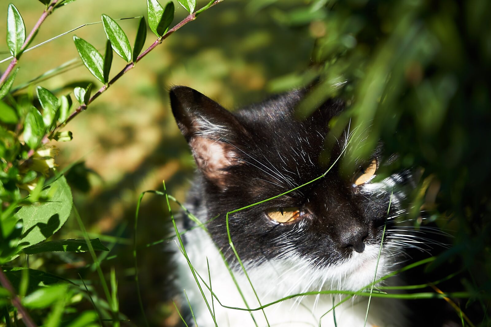 Sony a6000 sample photo. Cat, curious, close up photography