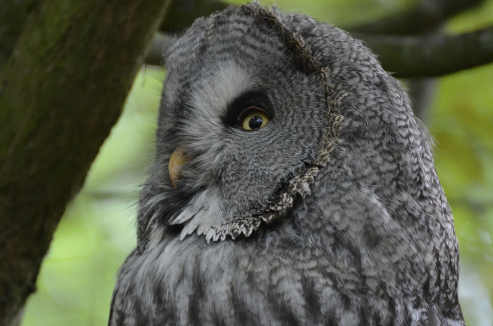 Nikon D5100 sample photo. Eagle owl, feather, bird photography
