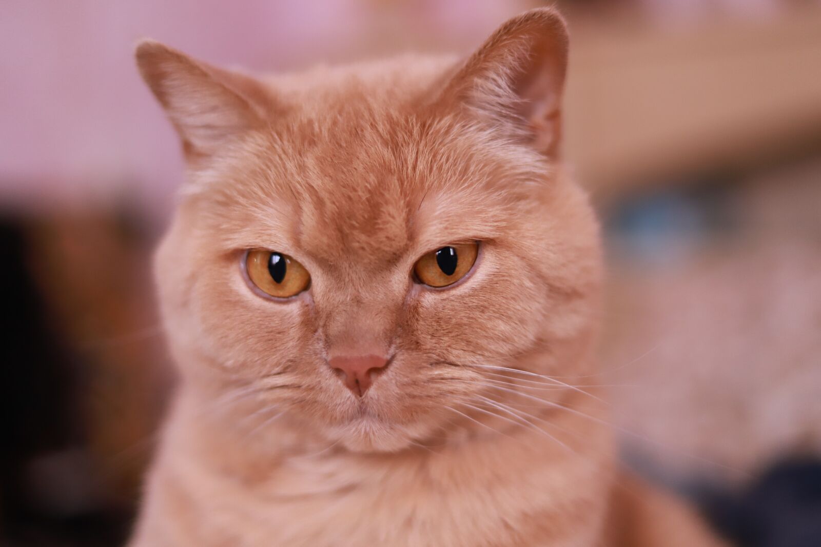 Canon EOS 6D Mark II sample photo. Cat, portrait, animals photography