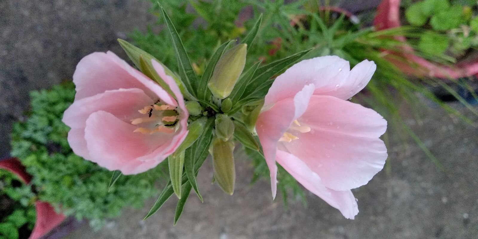 Xiaomi Redmi Note 5 sample photo. Flower, nature, garden photography