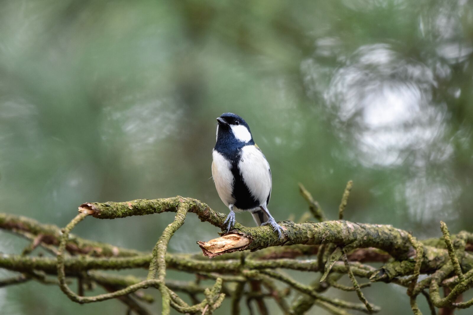 Nikon D7200 sample photo. Animal, forest, wood photography