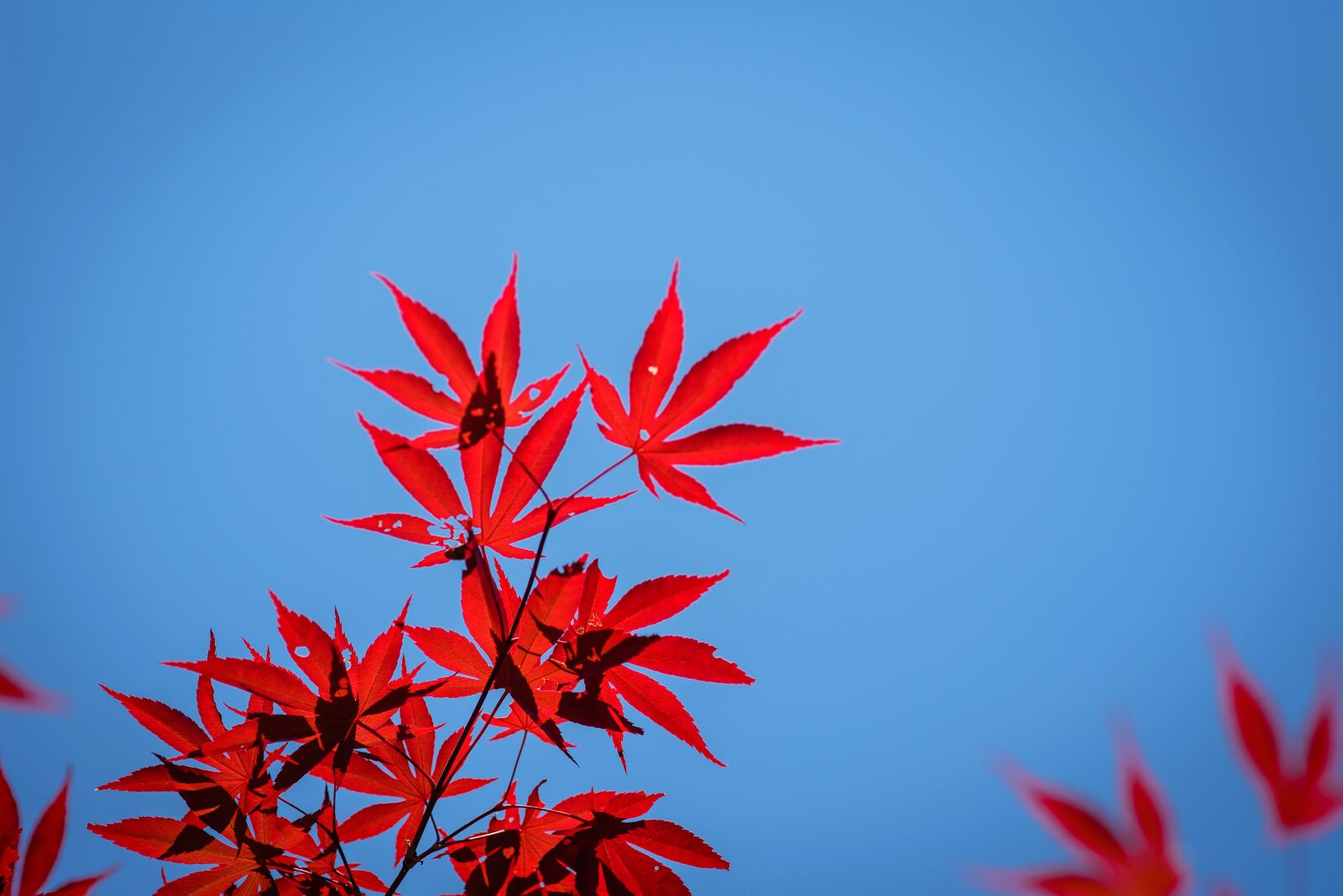 Nikon D750 sample photo. Wood, nature, the leaves photography