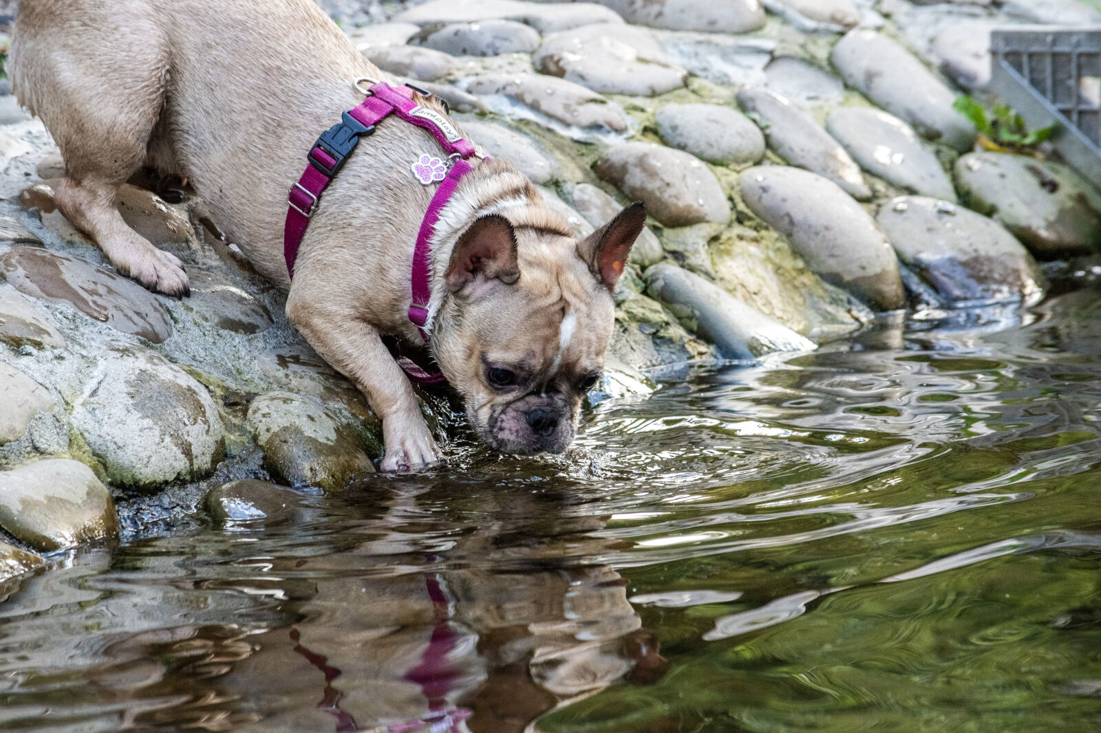 Nikon D750 sample photo