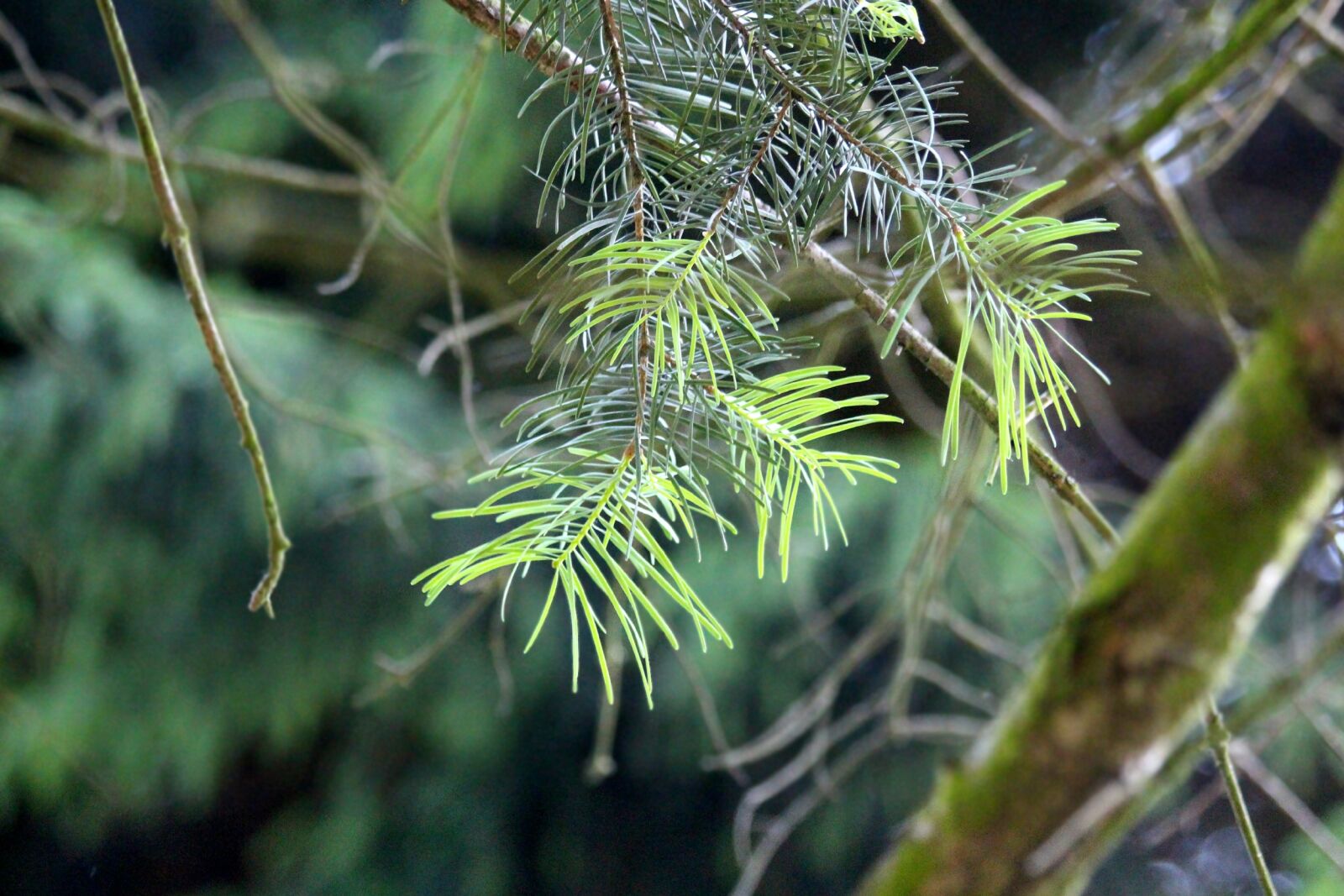 Canon EOS 650D (EOS Rebel T4i / EOS Kiss X6i) sample photo. Needles, coniferous tree, branch photography