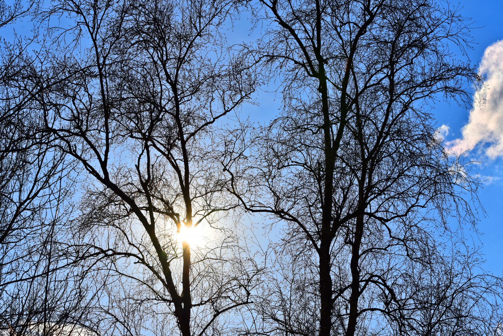 Nikon D750 sample photo. Tree, branch, bare branch photography