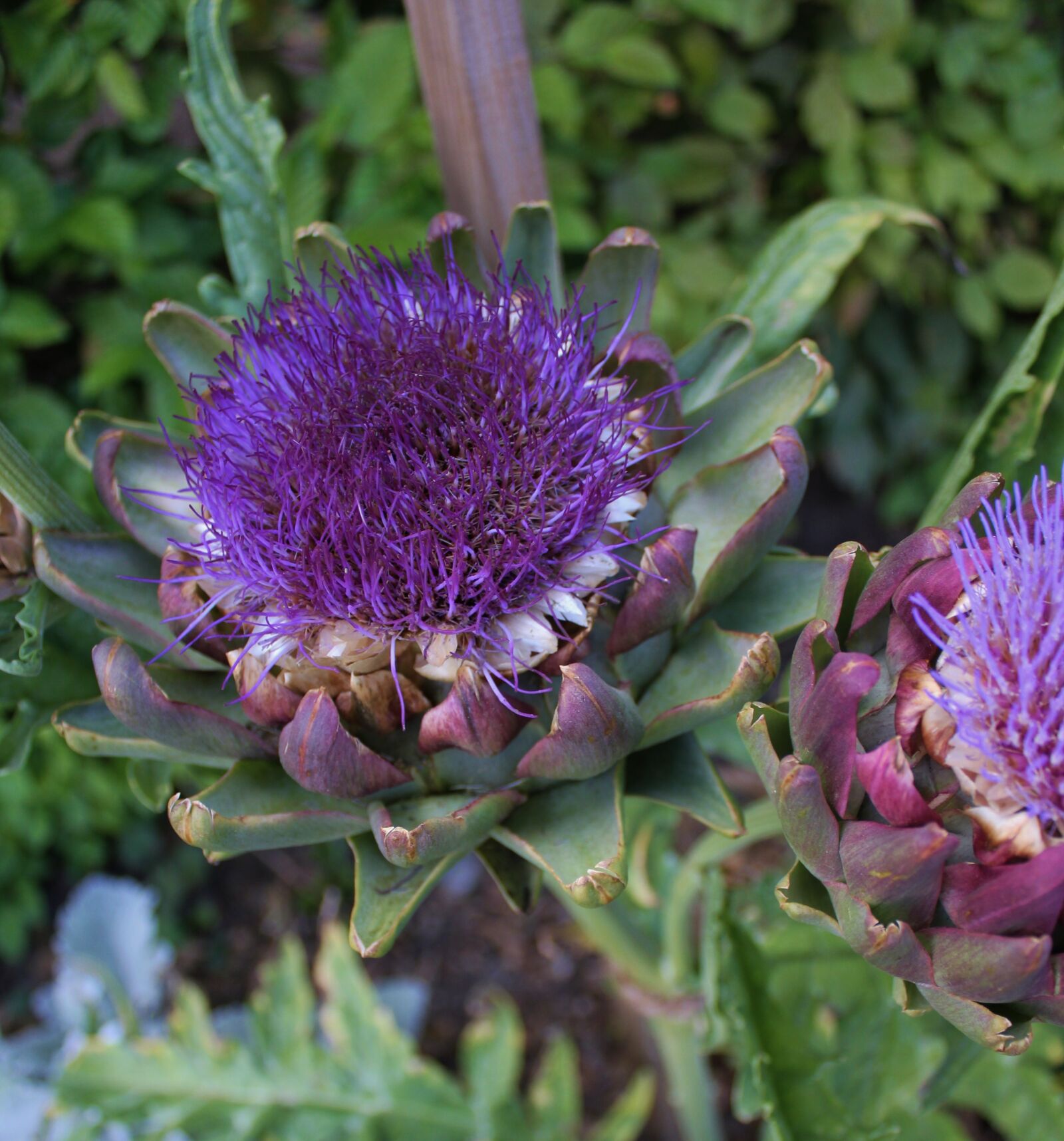 Canon EOS 550D (EOS Rebel T2i / EOS Kiss X4) sample photo. Purple, garden, flower photography