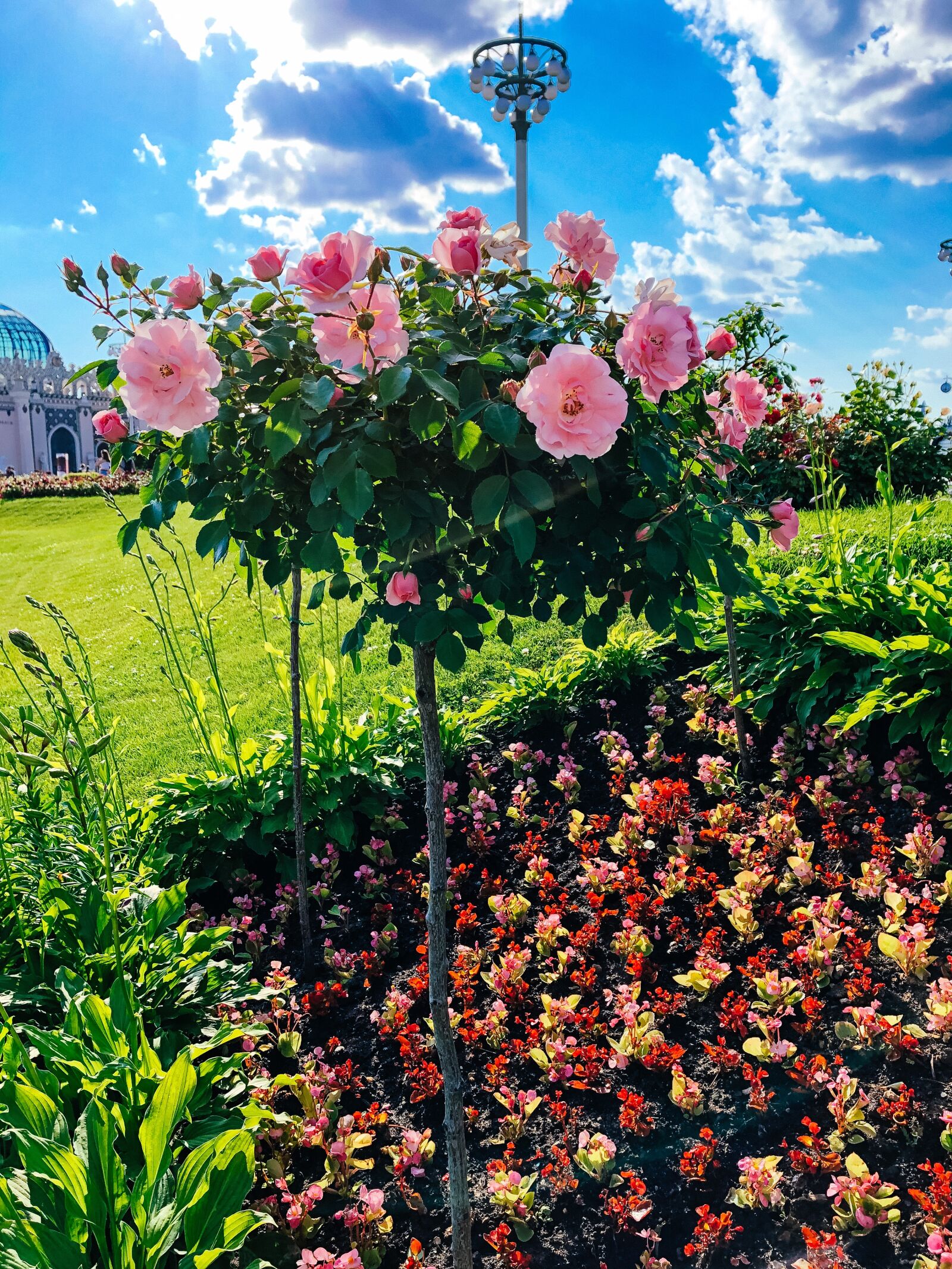 iPhone 8 back camera 3.99mm f/1.8 sample photo. Nature, moscow, summer photography