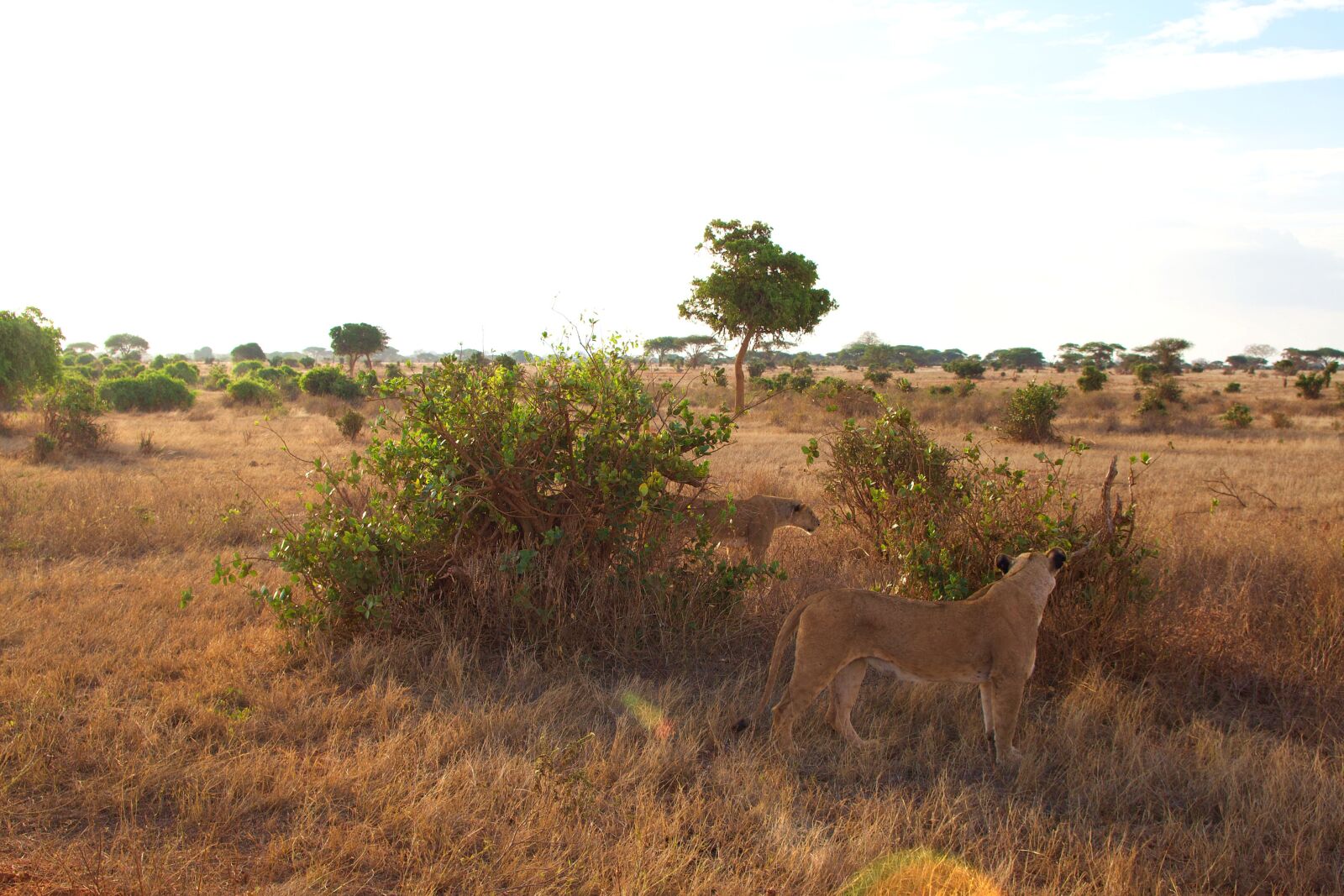 Canon EOS 600D (Rebel EOS T3i / EOS Kiss X5) sample photo. Africa, kenya, tsavo photography