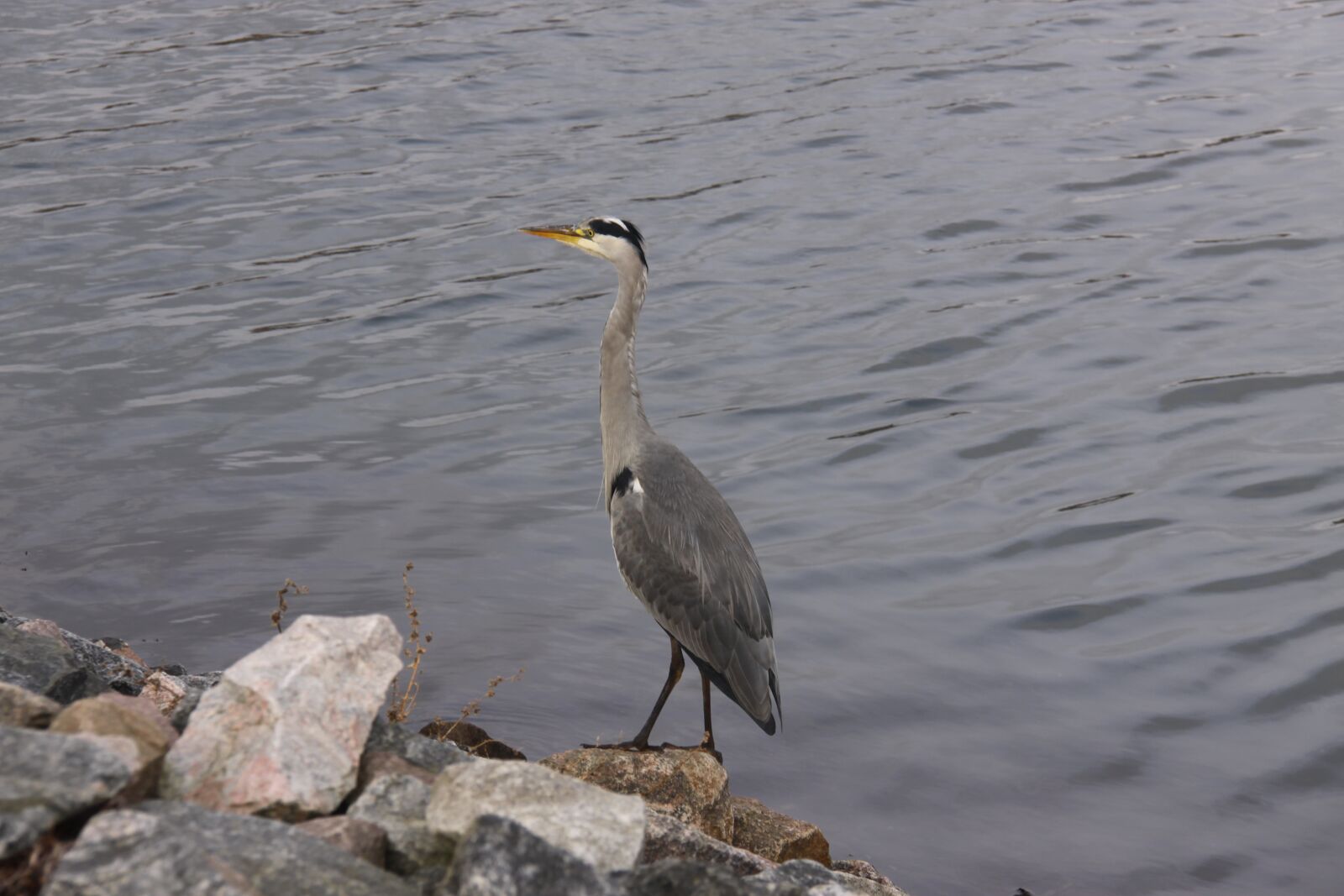 Canon EOS 50D sample photo. Grey heron, bird, expensive photography