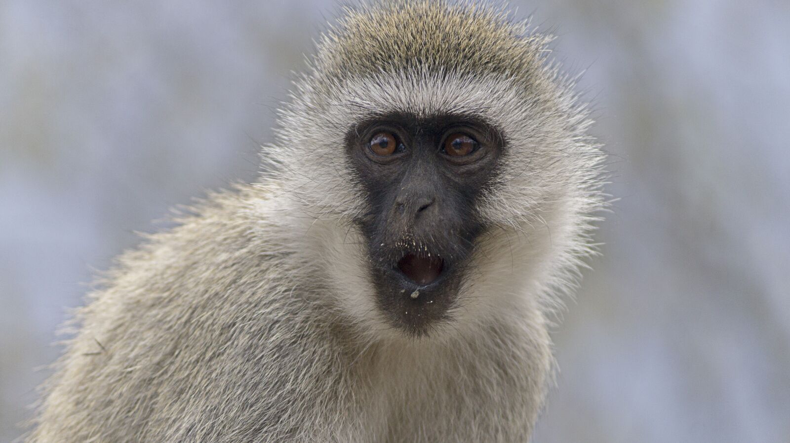 Sony DT 55-200mm F4-5.6 SAM sample photo. Monkey, closeup, wildlife photography