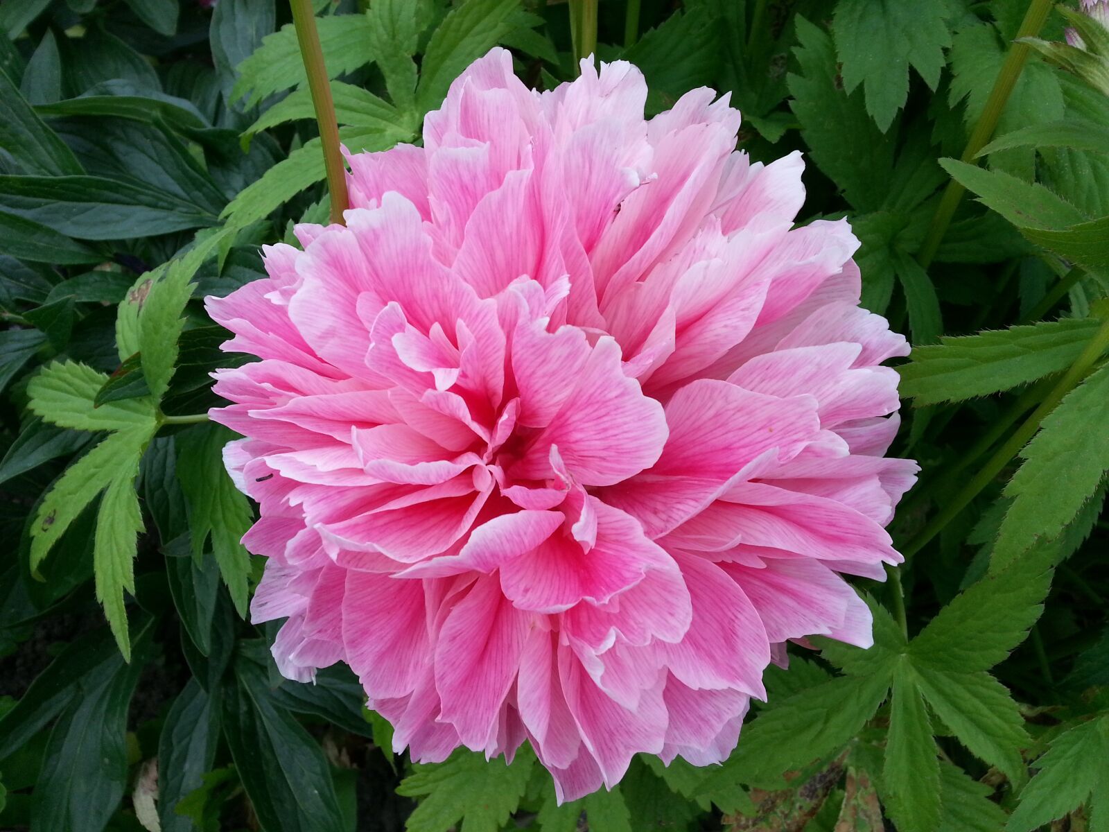 Samsung Galaxy S3 sample photo. Flower, pink, nature photography