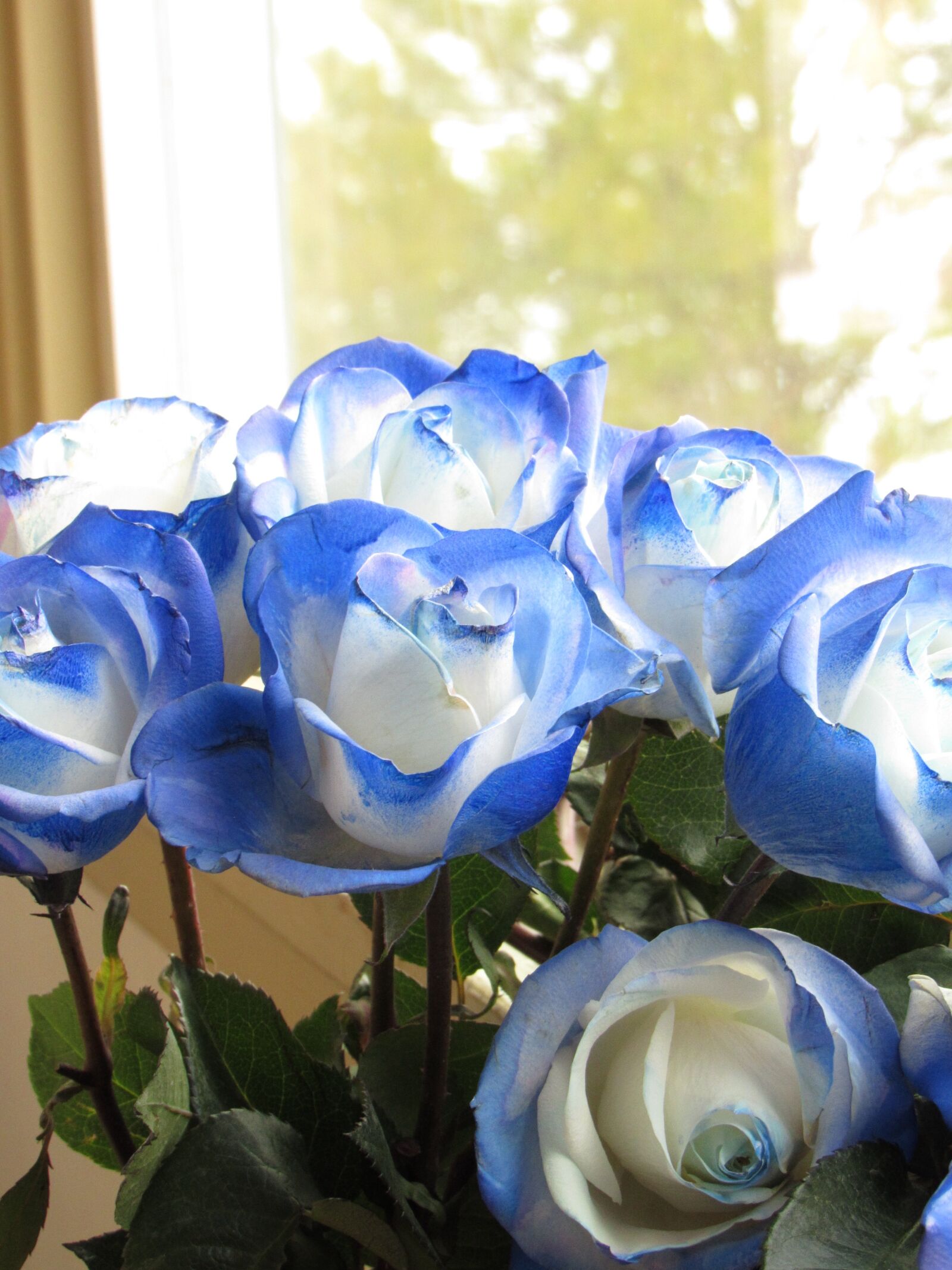 Canon PowerShot SX530 HS sample photo. Roses, bouquet, blue rose photography