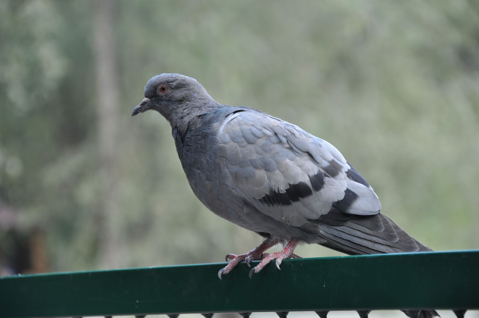 Nikon D90 sample photo. Dove, bird, pigeons photography