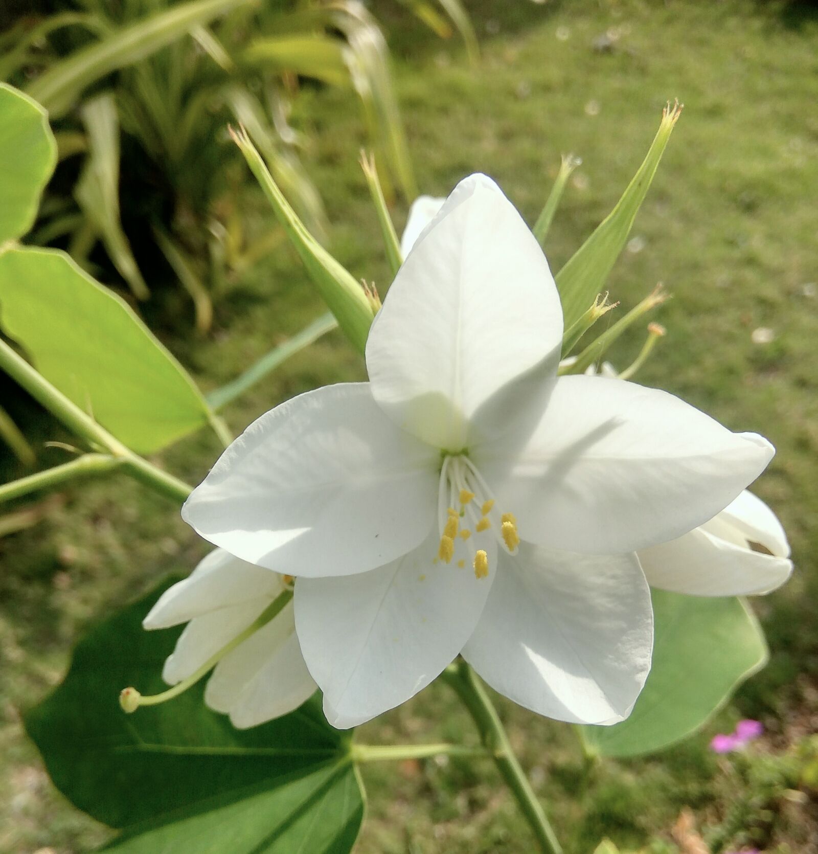 Xiaomi Redmi Note3 sample photo. Nature, flower, flora photography