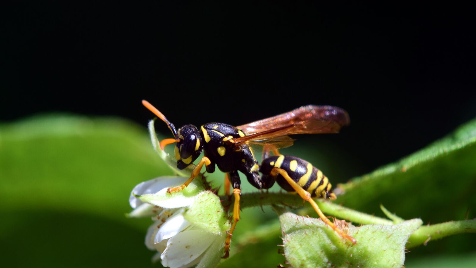 Nikon D3300 sample photo. Wasp, raspberry flowers, close photography