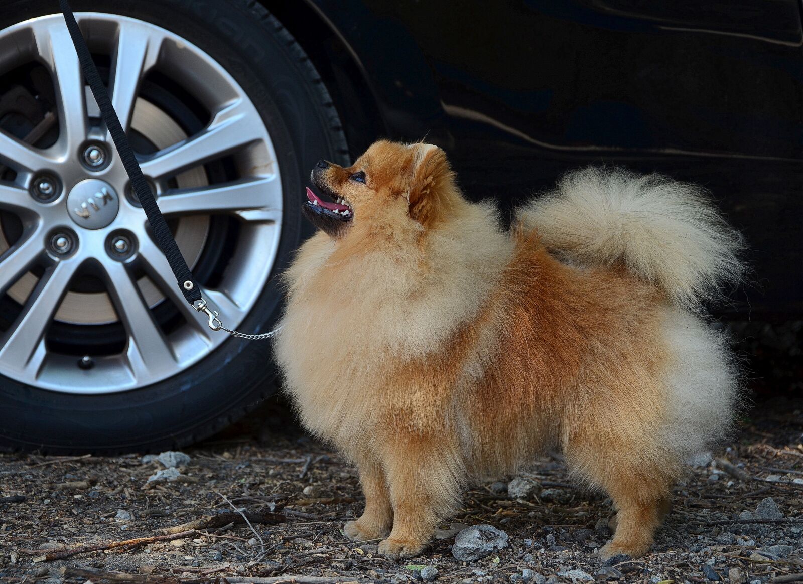Nikon D5100 sample photo. The orange, spitz, dog photography