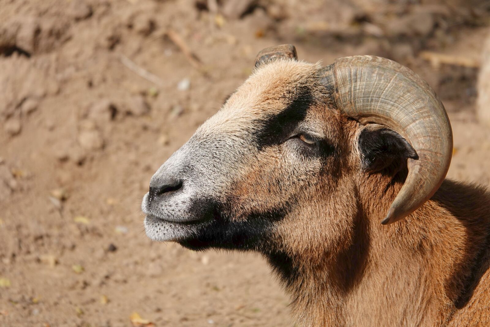 Sony Cyber-shot DSC-RX10 IV sample photo. Goat, horns, billy goat photography