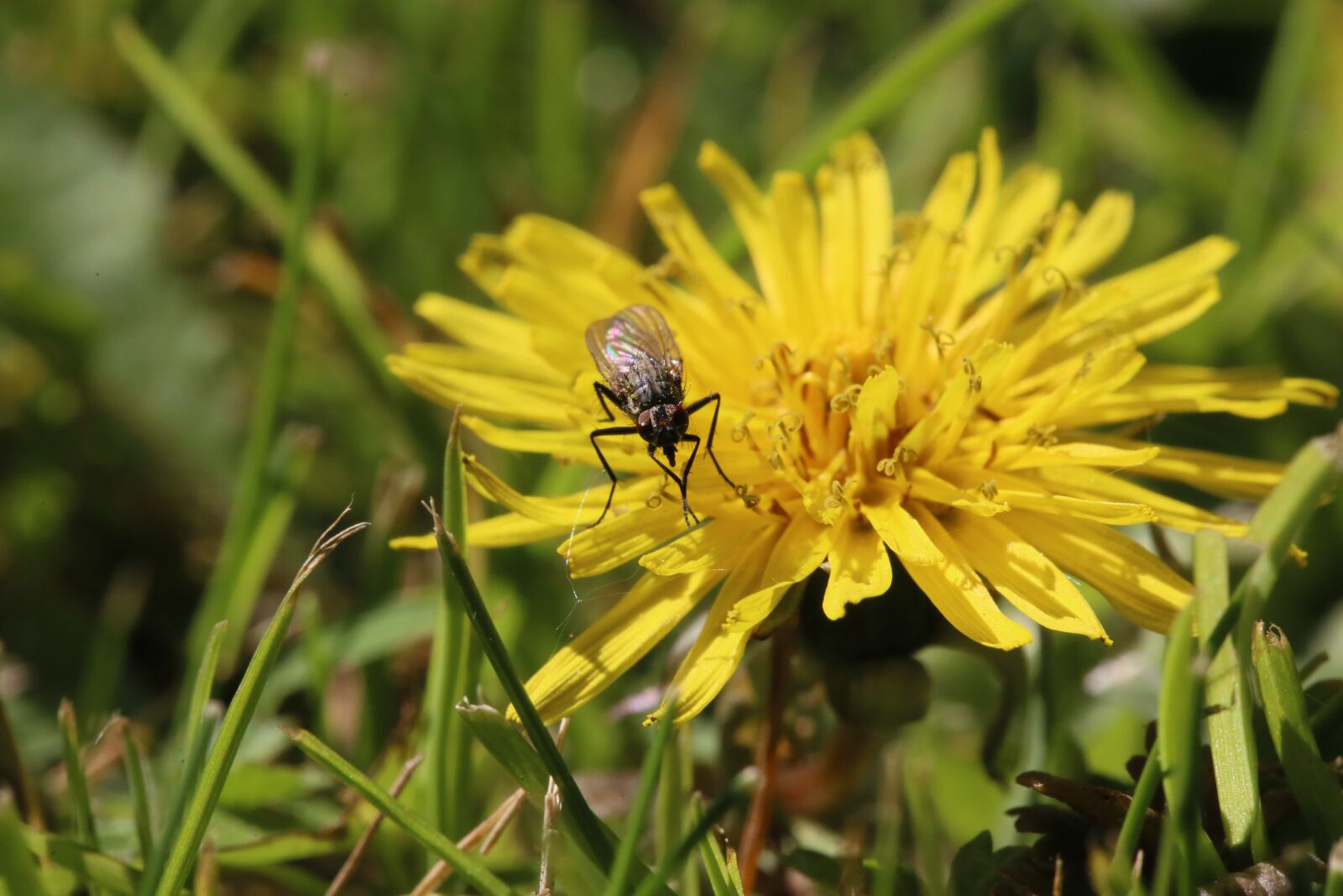 Canon EF 100mm F2.8L Macro IS USM sample photo. Flower, fly, spring photography