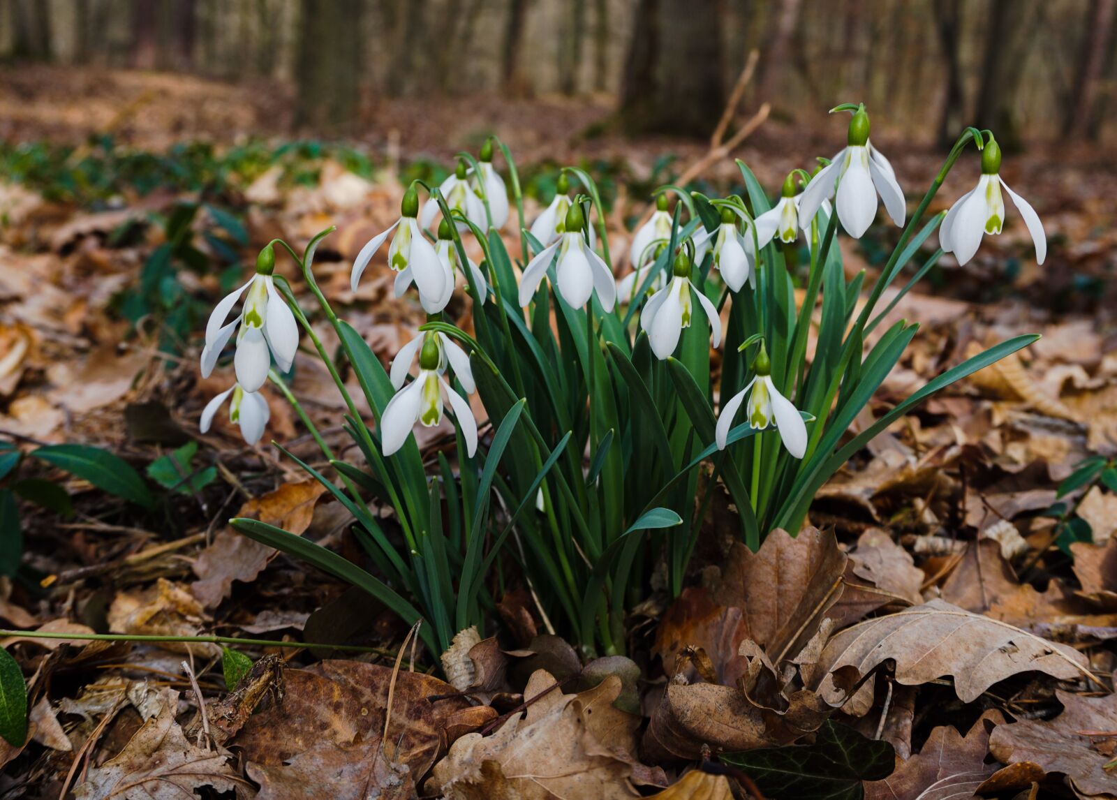 Sony E 16-50mm F3.5-5.6 PZ OSS sample photo. Forest, snowdrop, walk in photography
