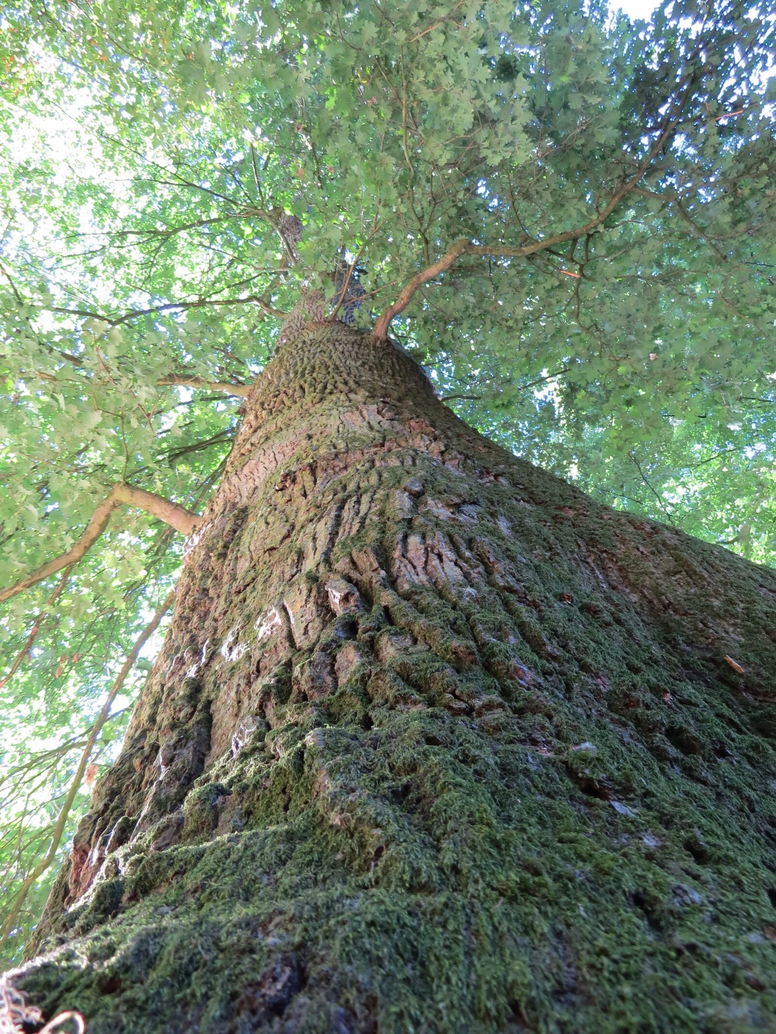 Canon PowerShot SX50 HS sample photo. Tree, leaves, nature photography