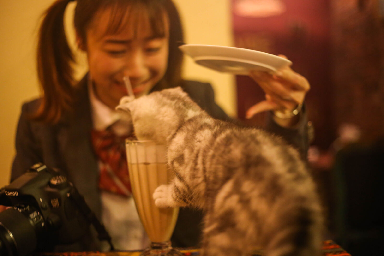 Canon EOS 6D + Canon EF 50mm F1.8 STM sample photo. Spoiled, cat photography