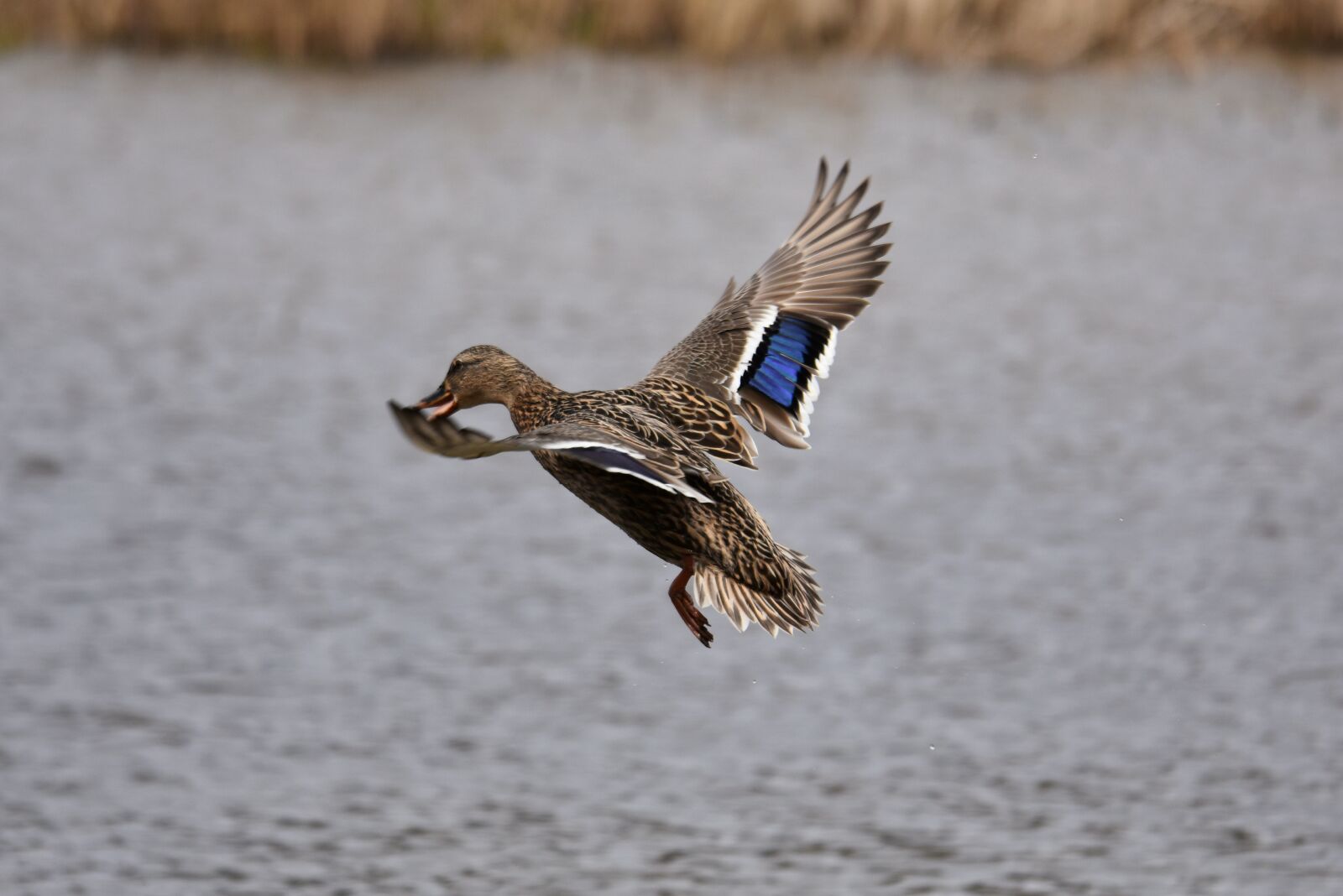 Nikon D7200 sample photo. Animal, lake, bird photography