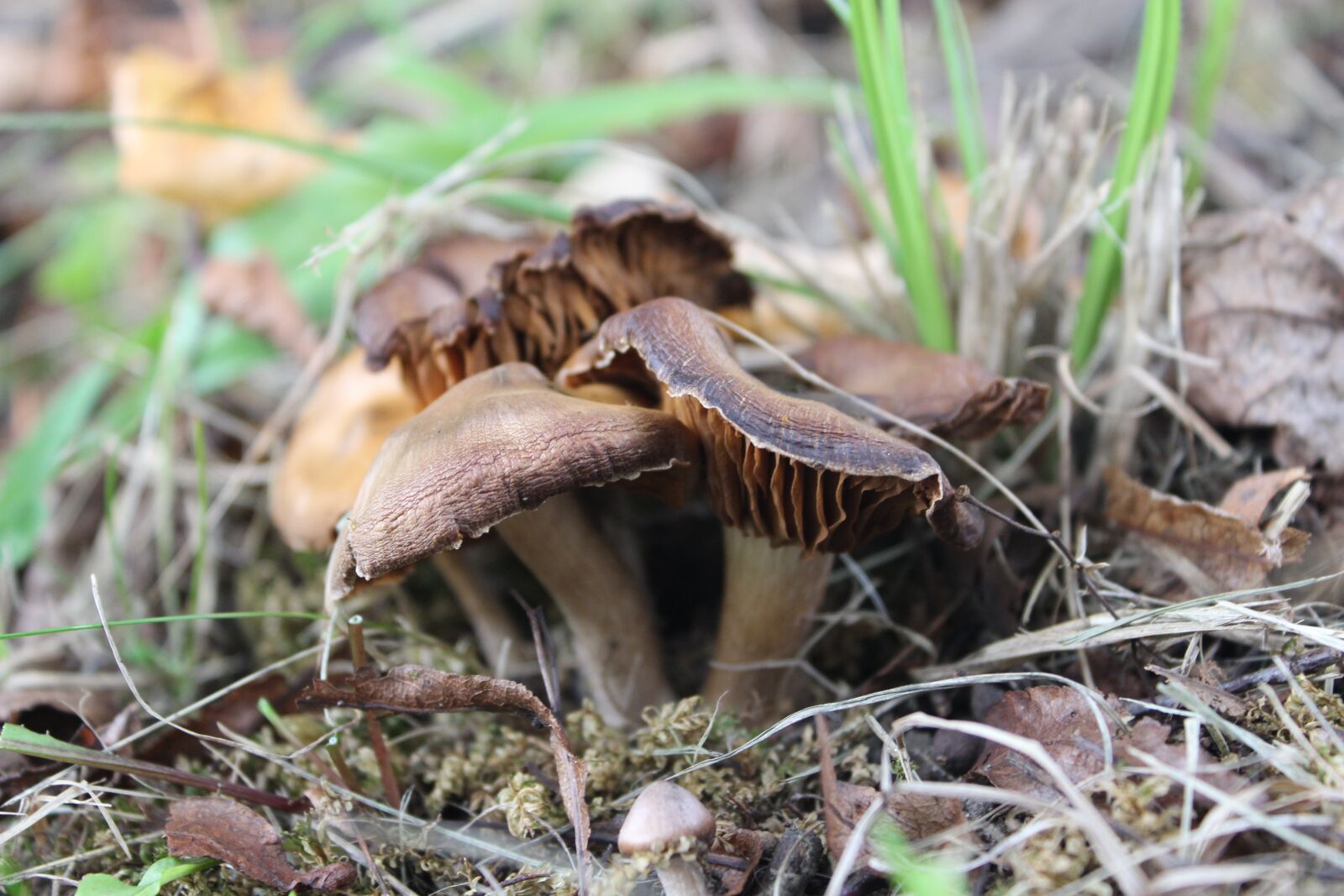 Canon EOS 600D (Rebel EOS T3i / EOS Kiss X5) sample photo. Mushroom, nature, natural photography