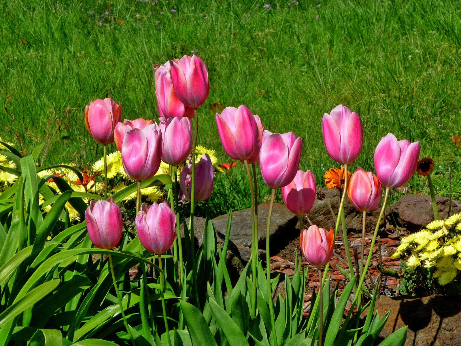 Panasonic DMC-FS7 sample photo. Tulips, pink tulips, garden photography