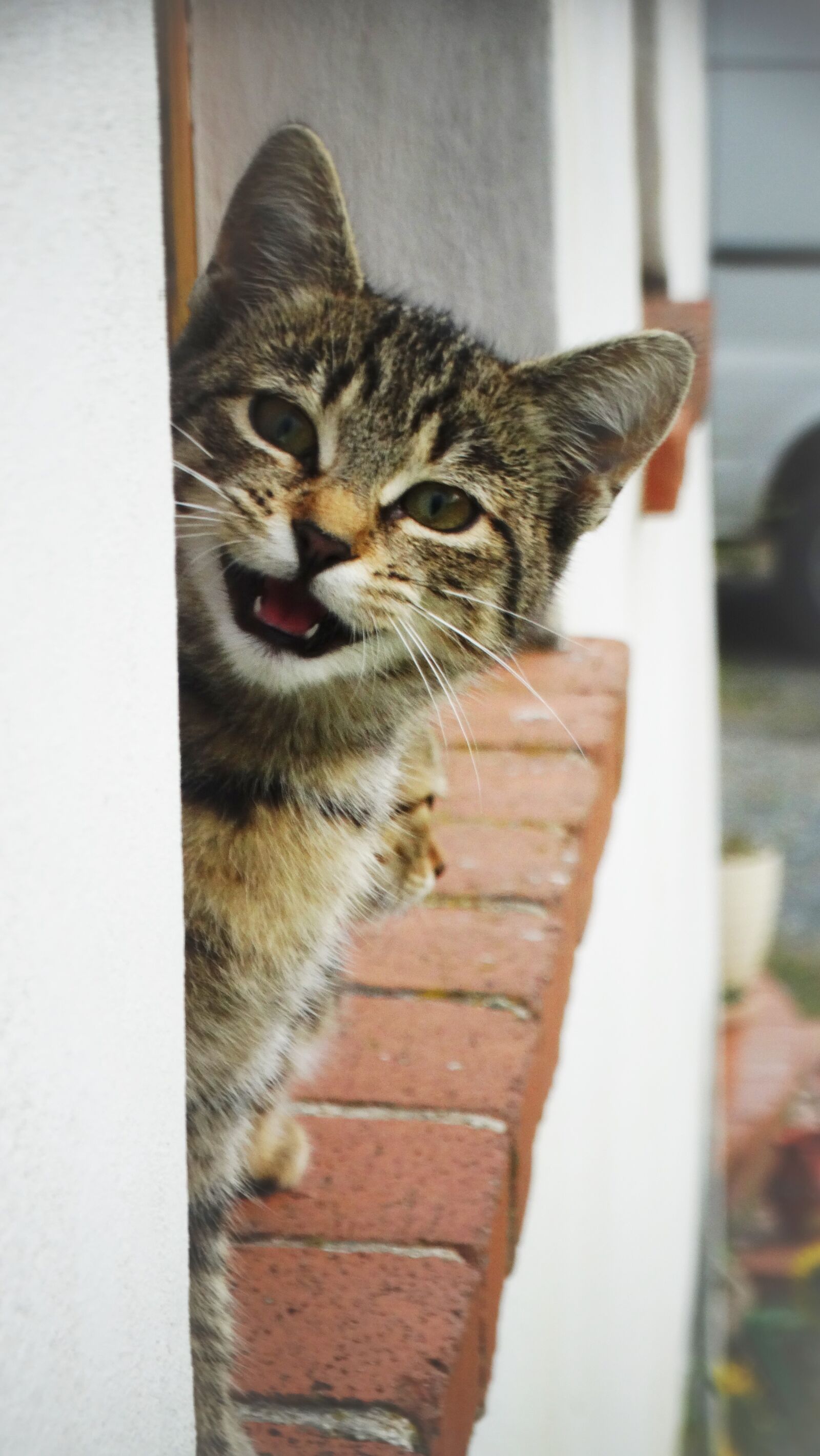 Sony Cyber-shot DSC-HX300 sample photo. Cat, kitten, animal photography