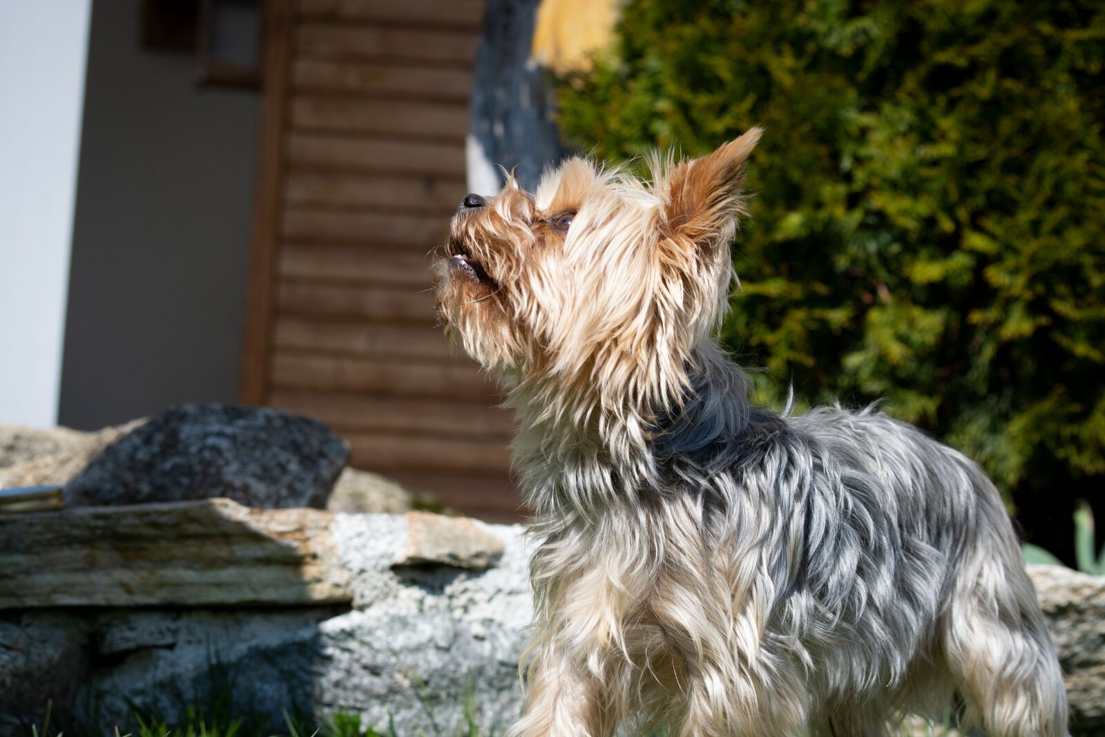 Nikon D7100 sample photo. Dog, yorkie, yorkshire terrier photography