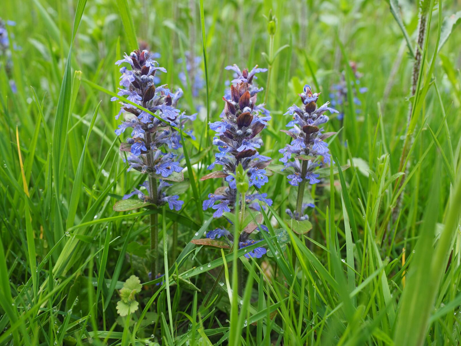 Olympus OM-D E-M1 + Olympus M.Zuiko Digital ED 12-40mm F2.8 Pro sample photo. Pointed flower, ajuga g photography
