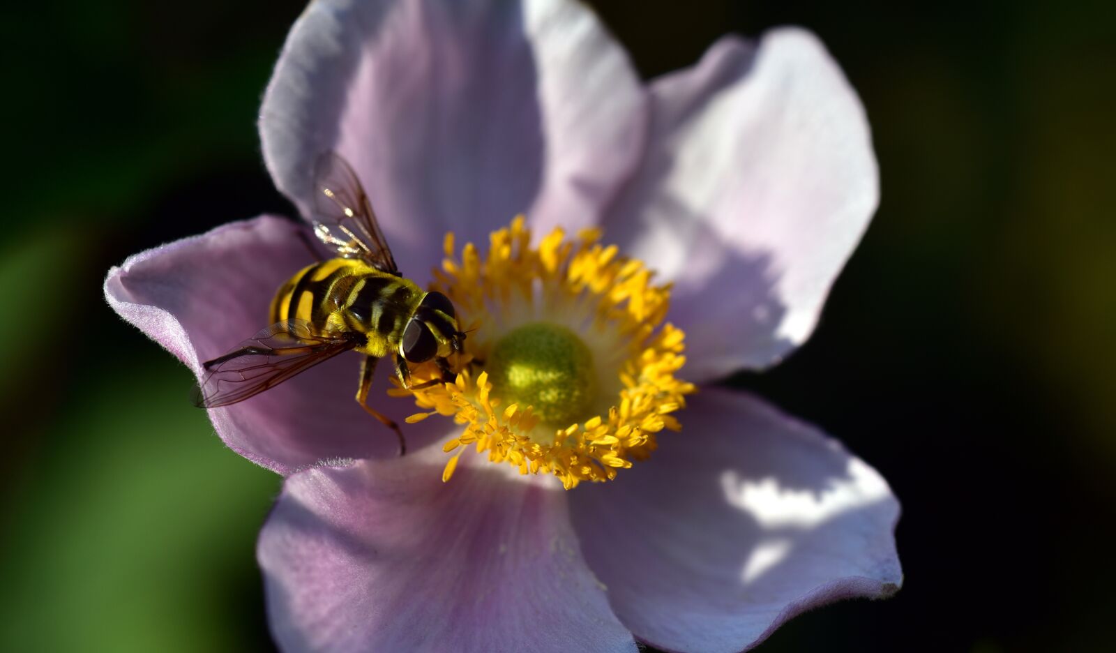 Nikon D750 sample photo. Hoverfly, anemone, summer photography