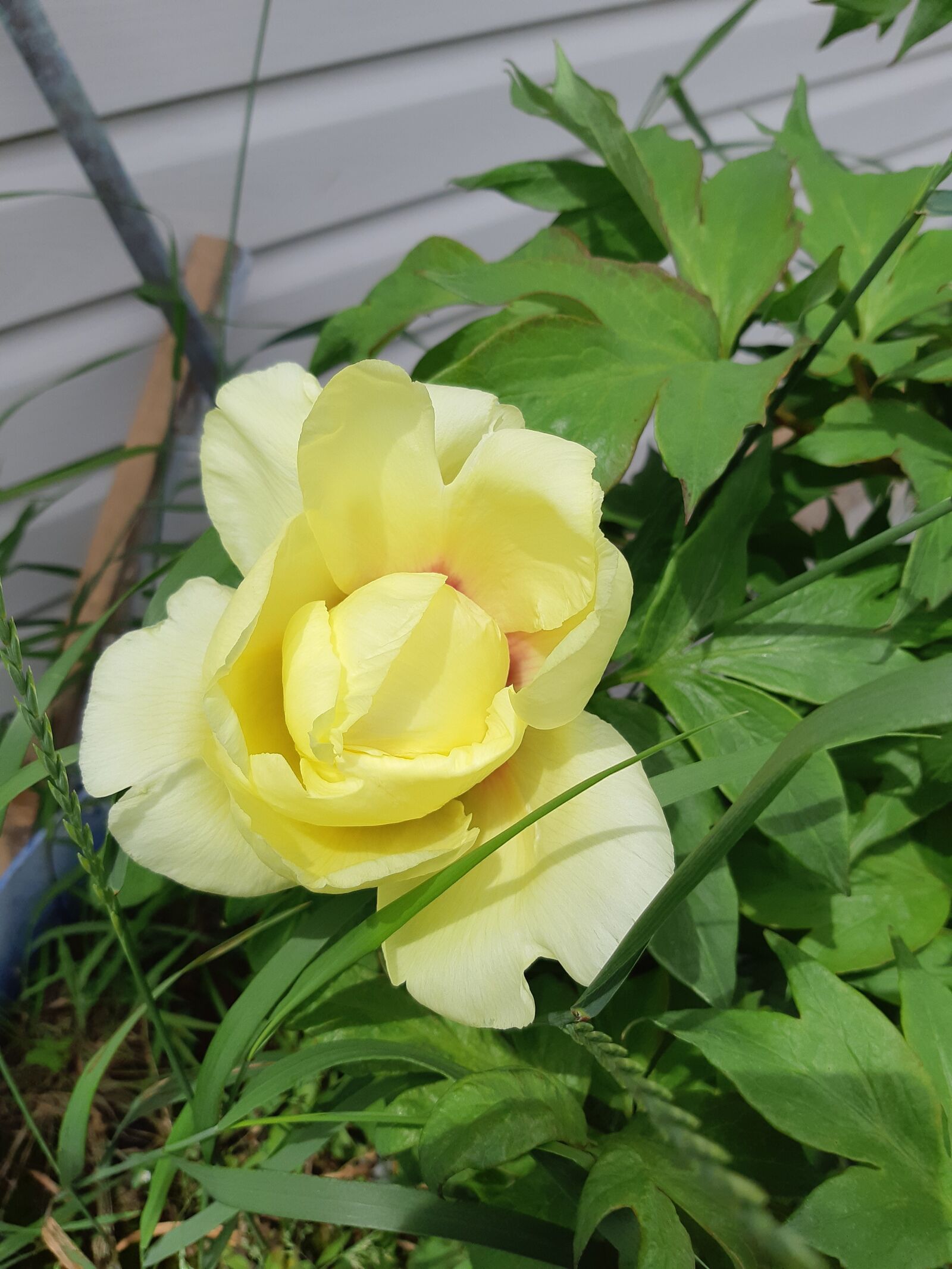 Samsung Galaxy A8(2018) sample photo. Tree peonies, yellow, bloom photography