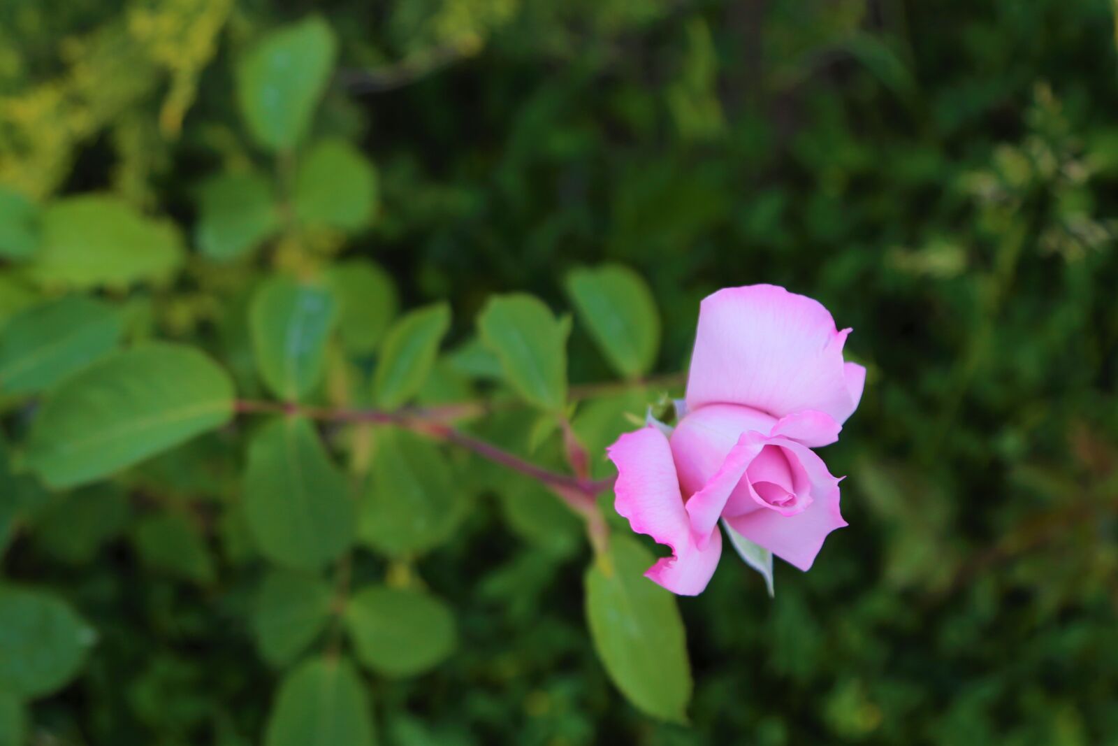 Canon EF 24-105mm F4L IS USM sample photo. Rose, spring, pink photography