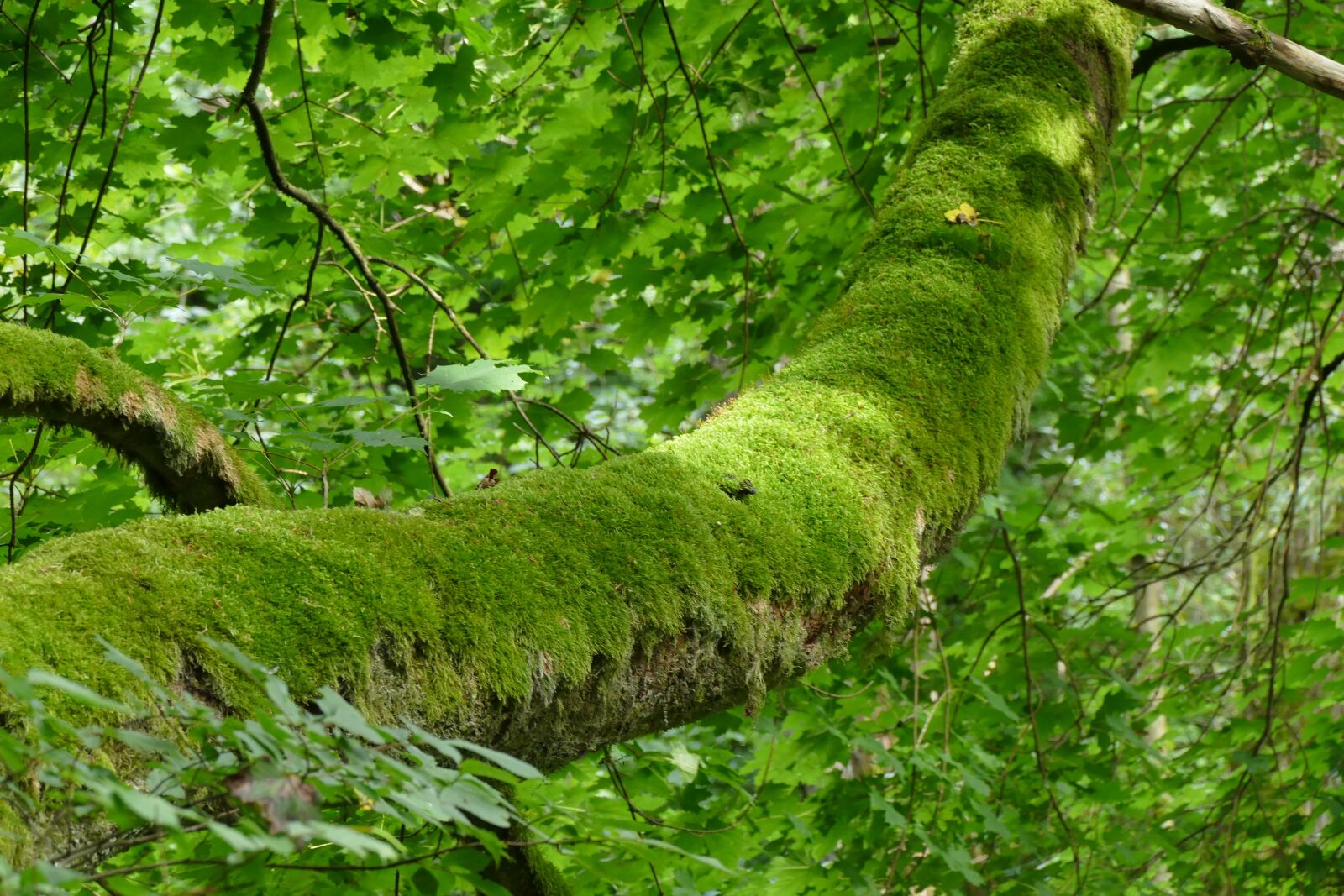 Panasonic Lumix DMC-FZ1000 sample photo. Moses, nature, wood photography