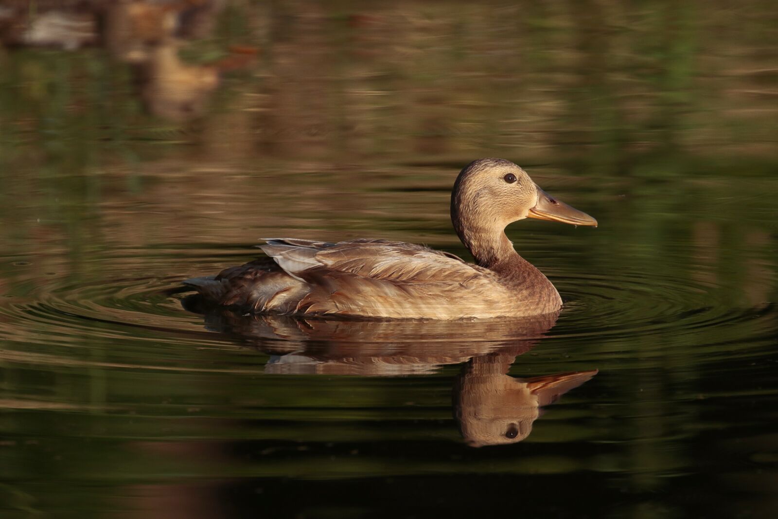 Canon EOS 7D Mark II sample photo. Nature, duck, water photography