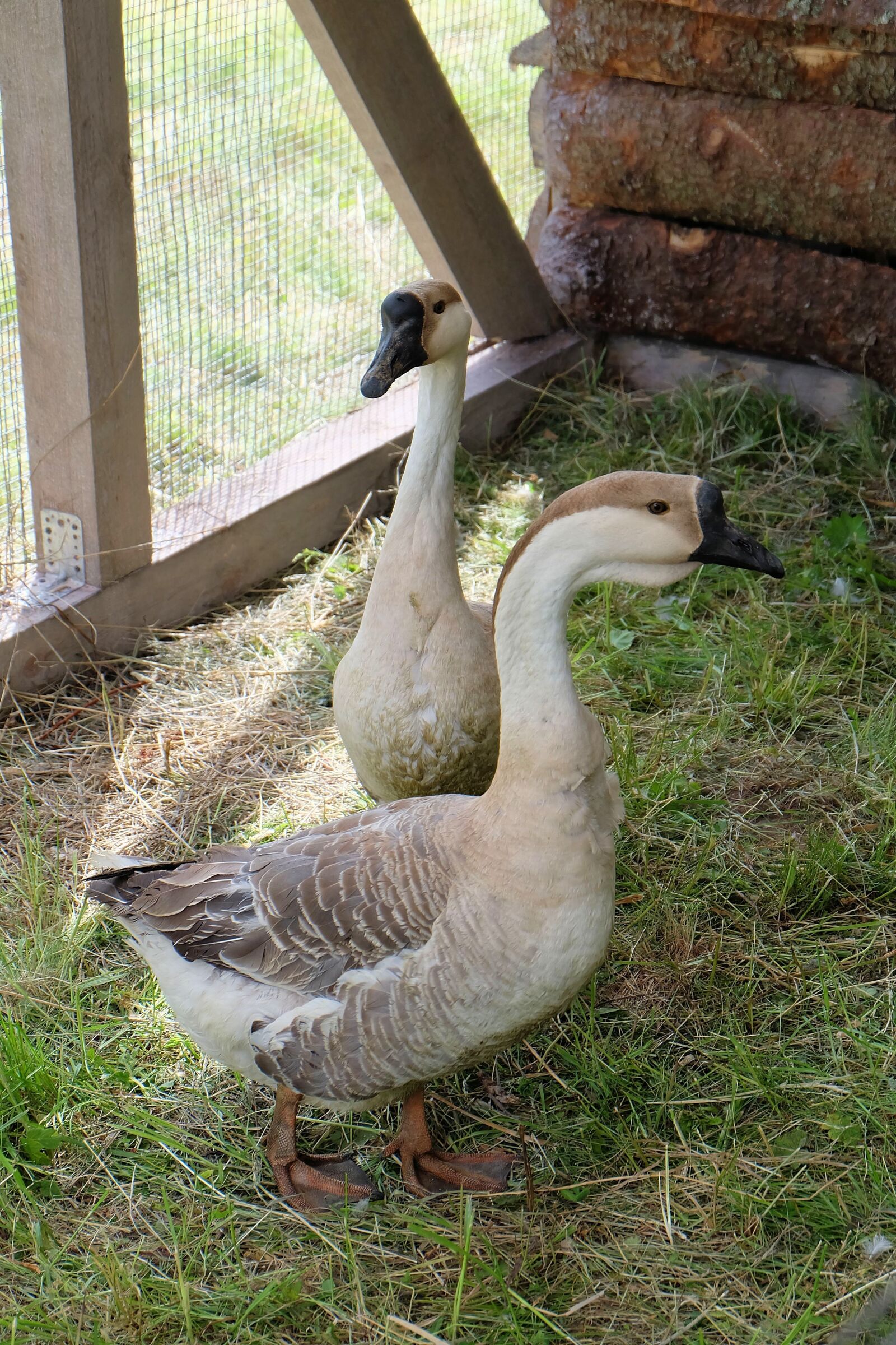 Fujifilm X-A2 + Fujifilm XC 16-50mm F3.5-5.6 OIS II sample photo. Birds, geese, living nature photography