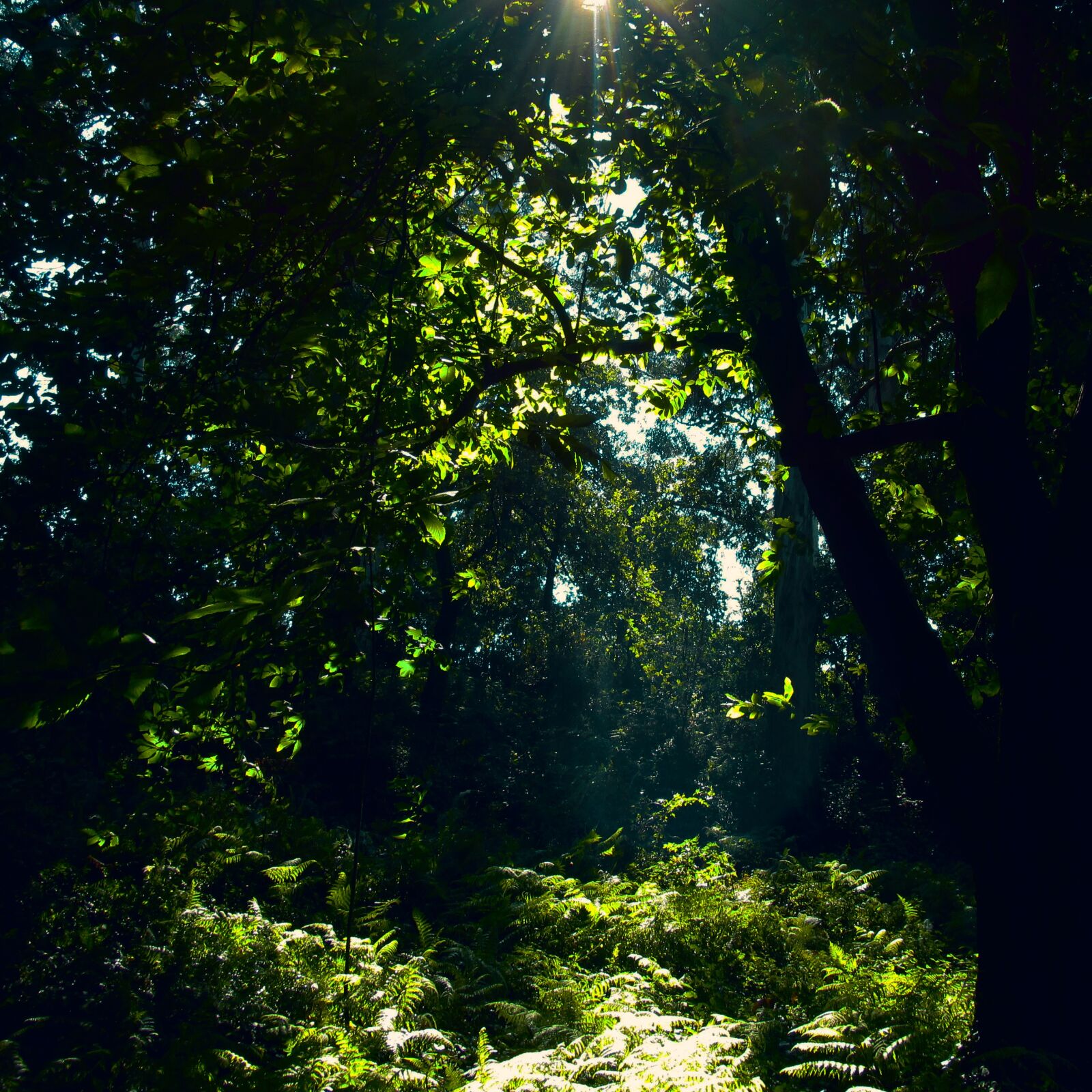 Canon PowerShot SX160 IS sample photo. Forest, nature, sun photography